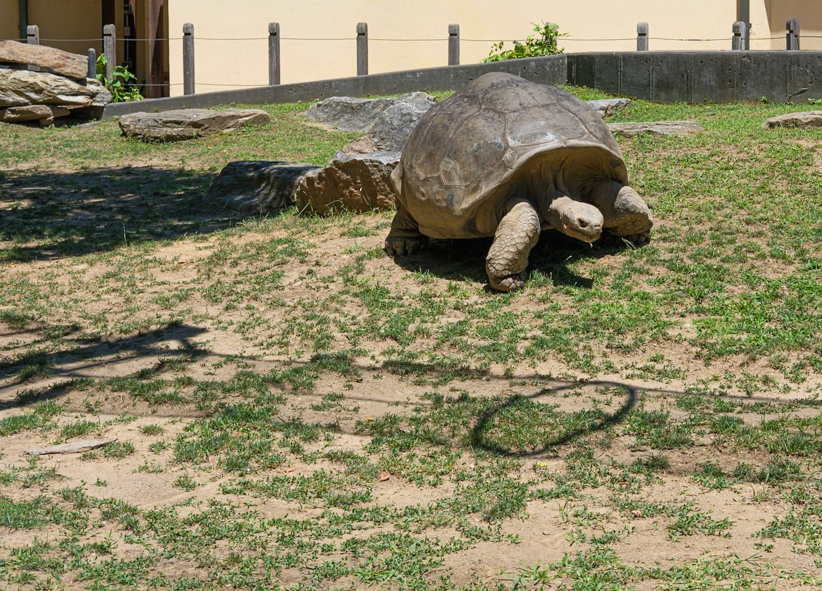 Sunning Giant Tortoise