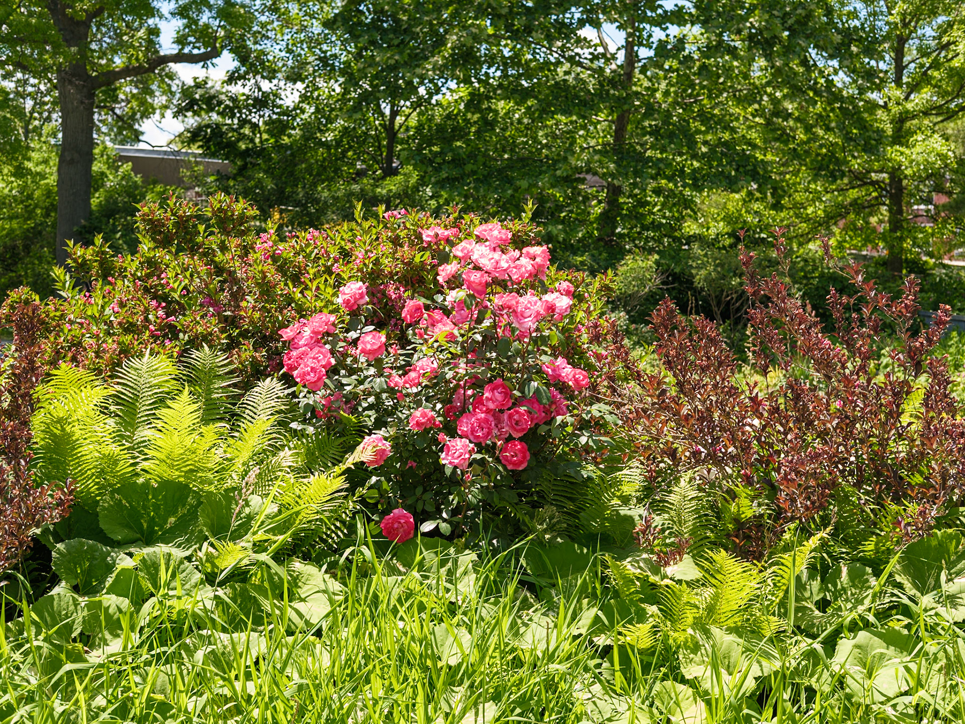 Pink Rose Bush and Ferns at Queens Botanical
