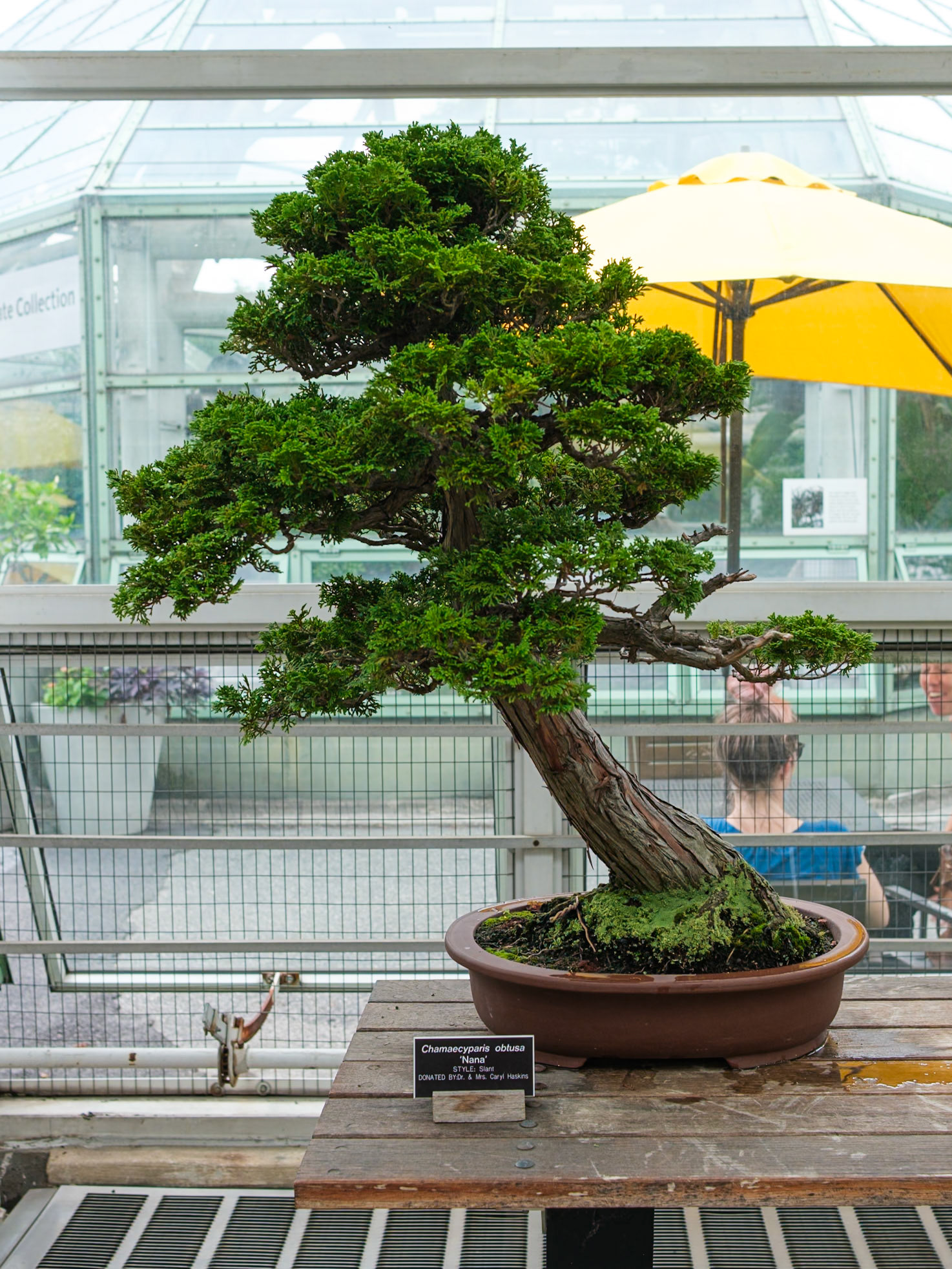 Nana Bonsai at the Brooklyn Botanic