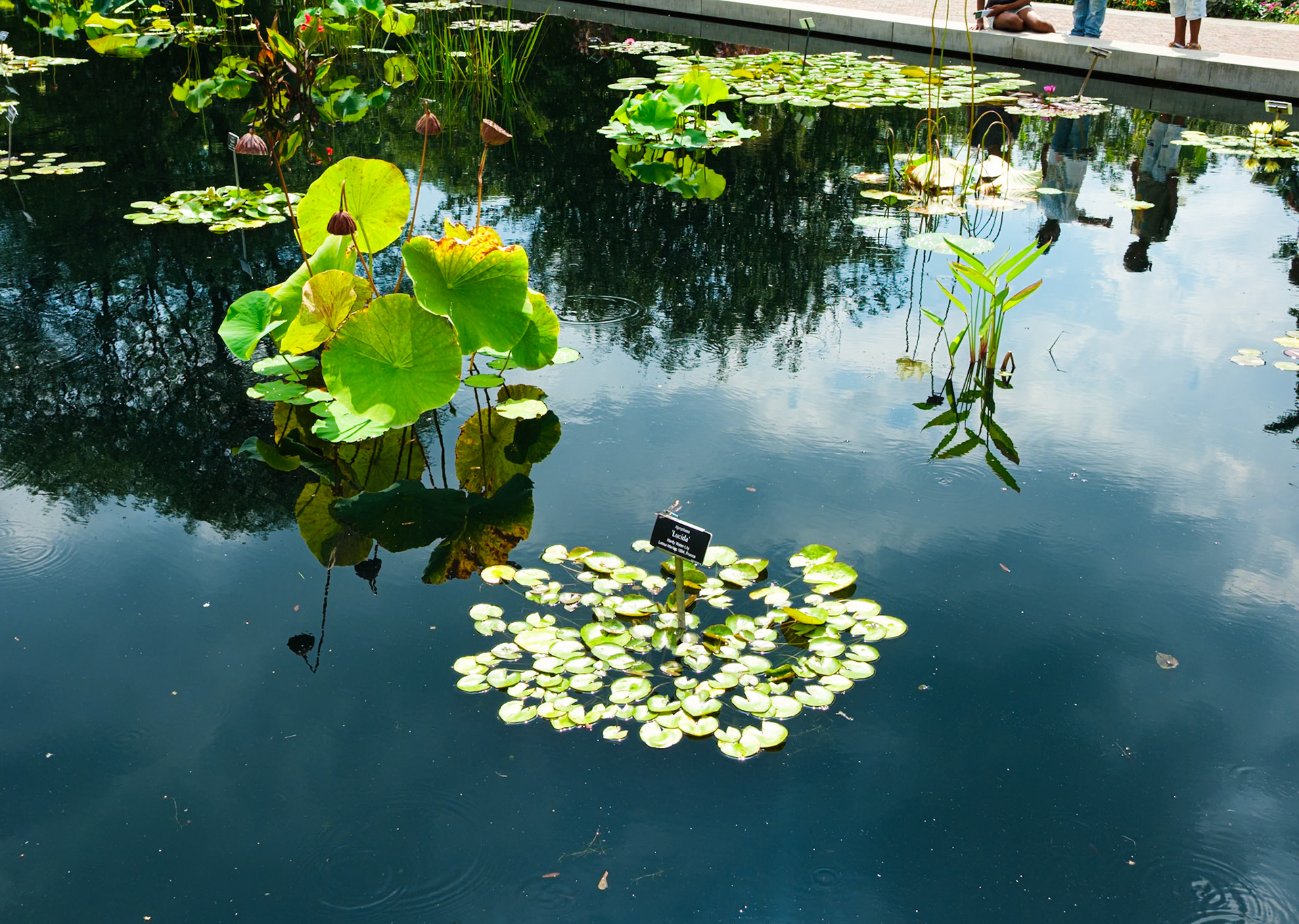 Lucida at Brooklyn Botanic