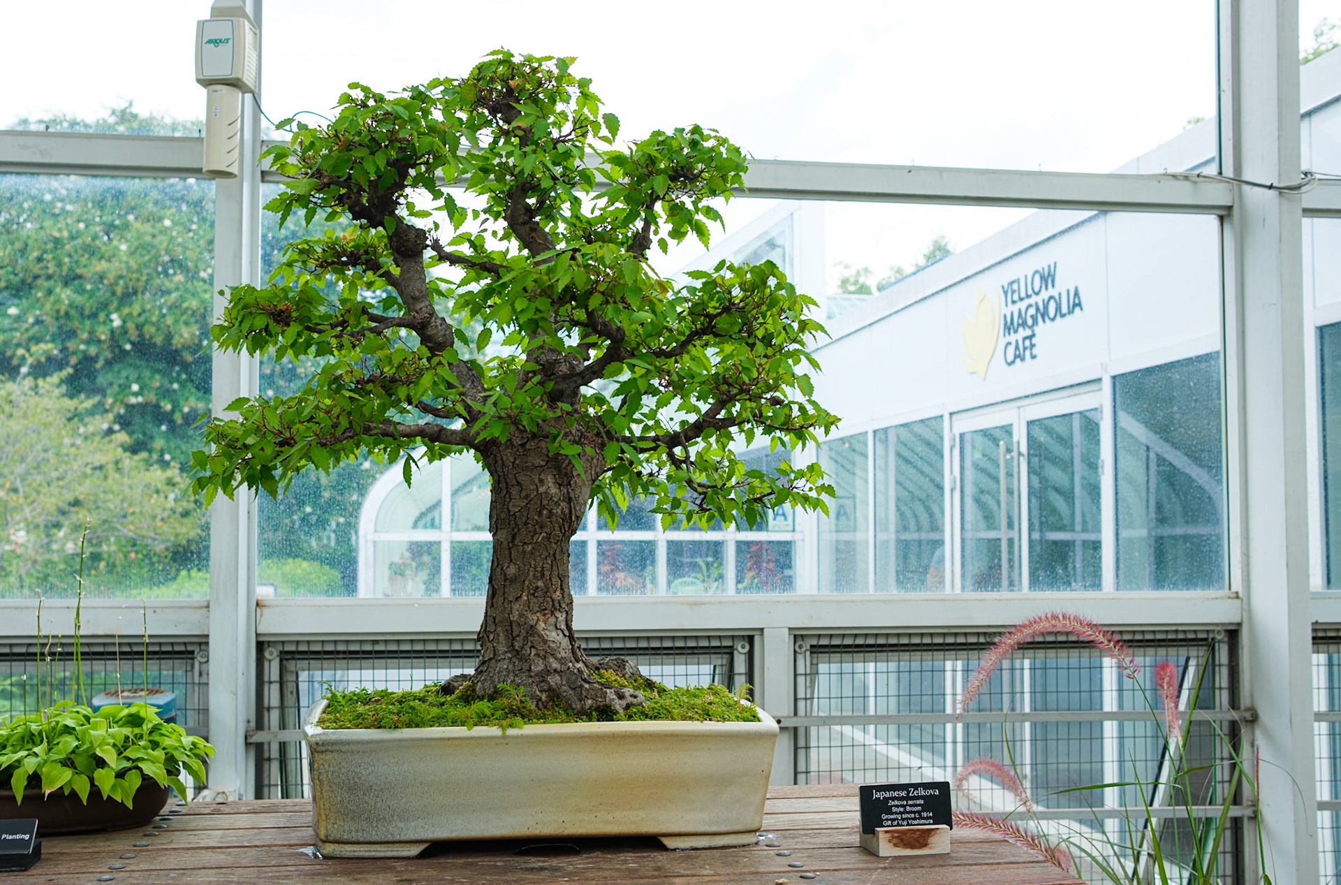Japanese Zelkova Bonsai at Brooklyn Botanic