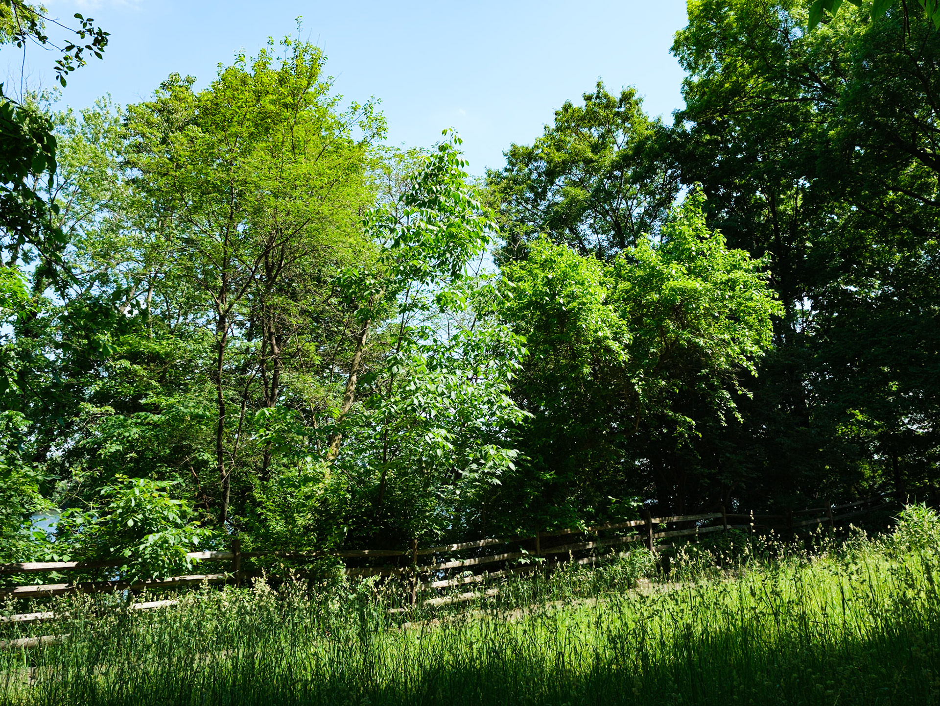 Row of Trees Along Fence Enclosure at Bartram's