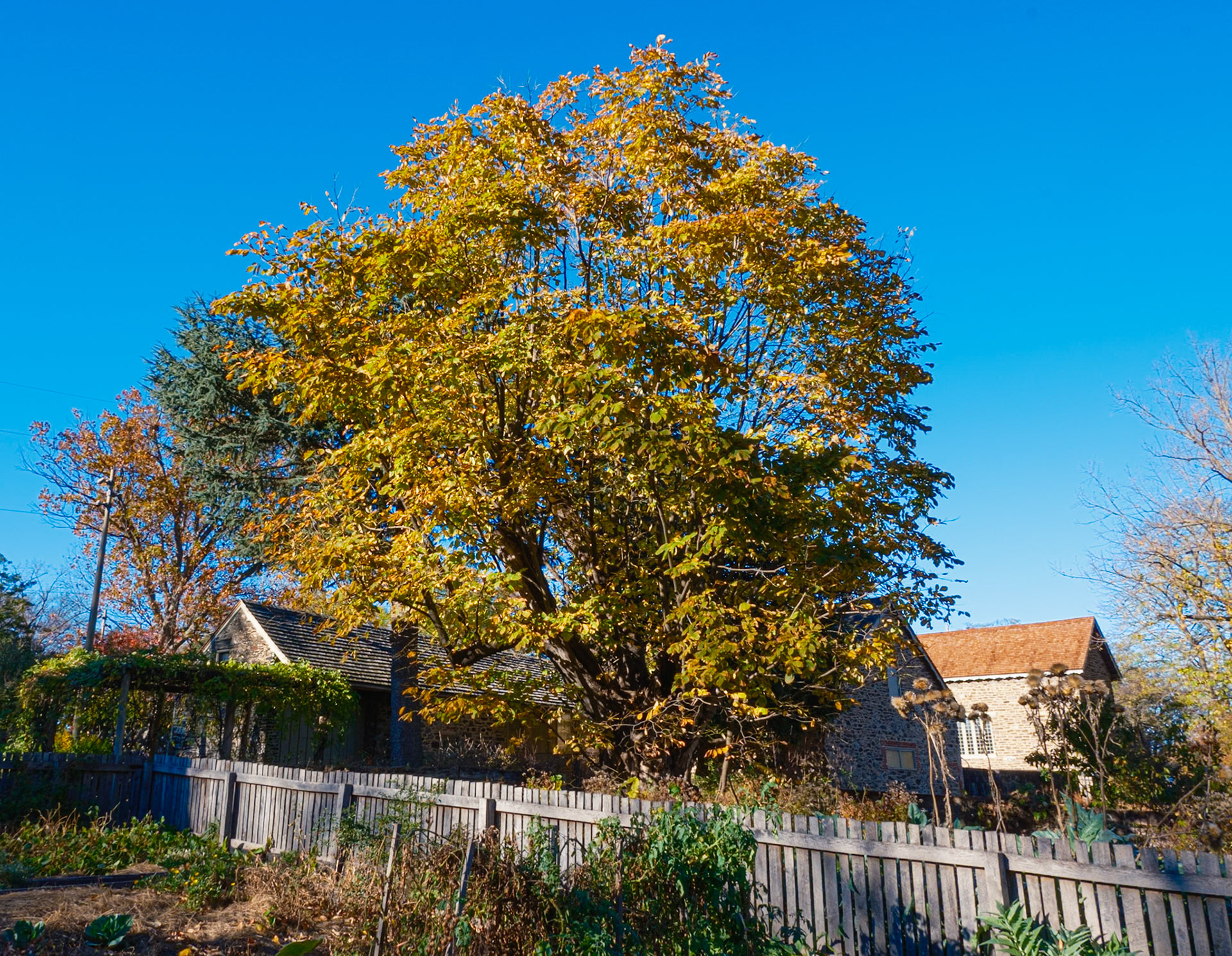 Large Tree With Yellowed Leaves at Bartram’s