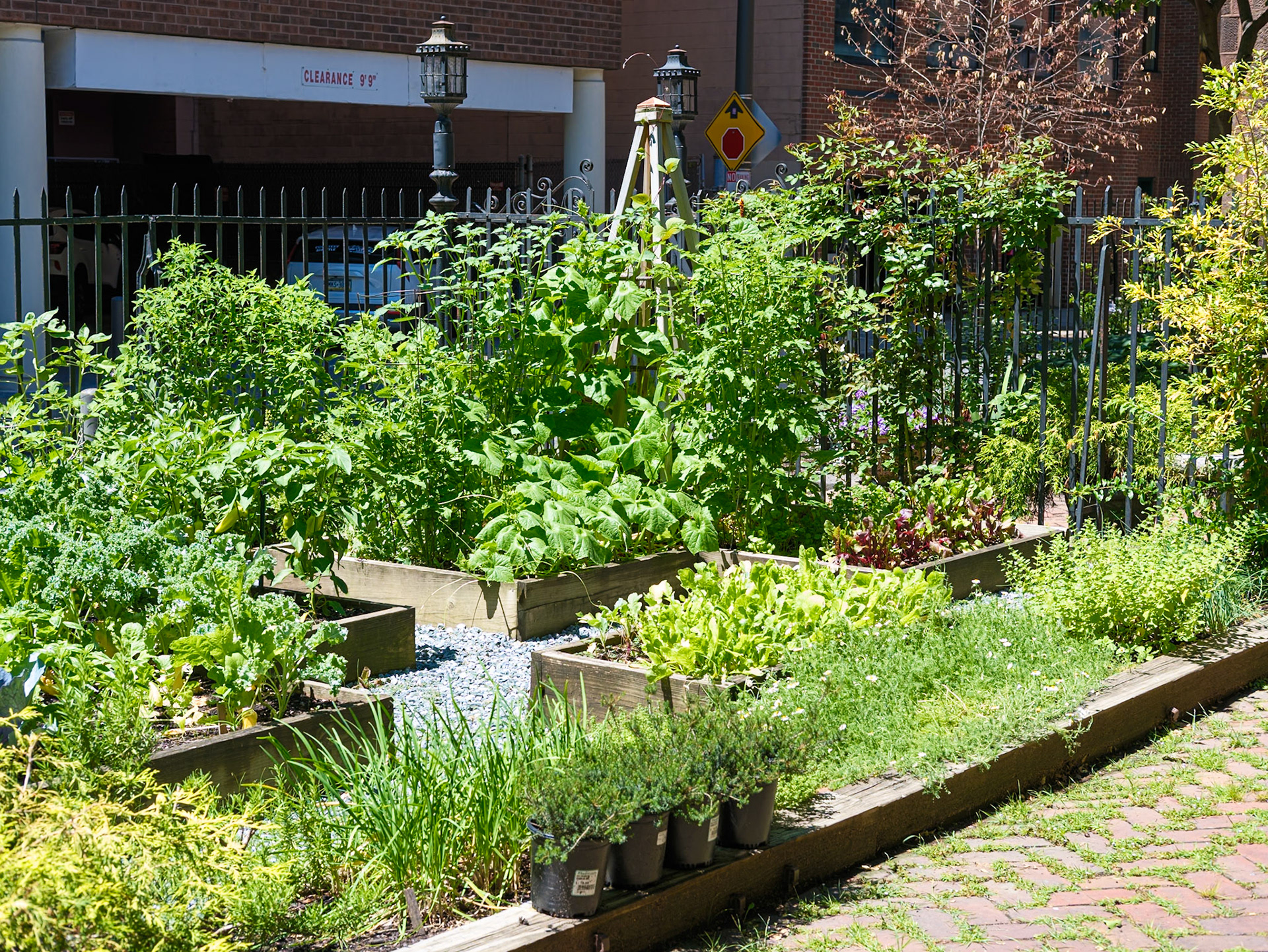 Overview of Vegan Garden at St Clement June 2026
