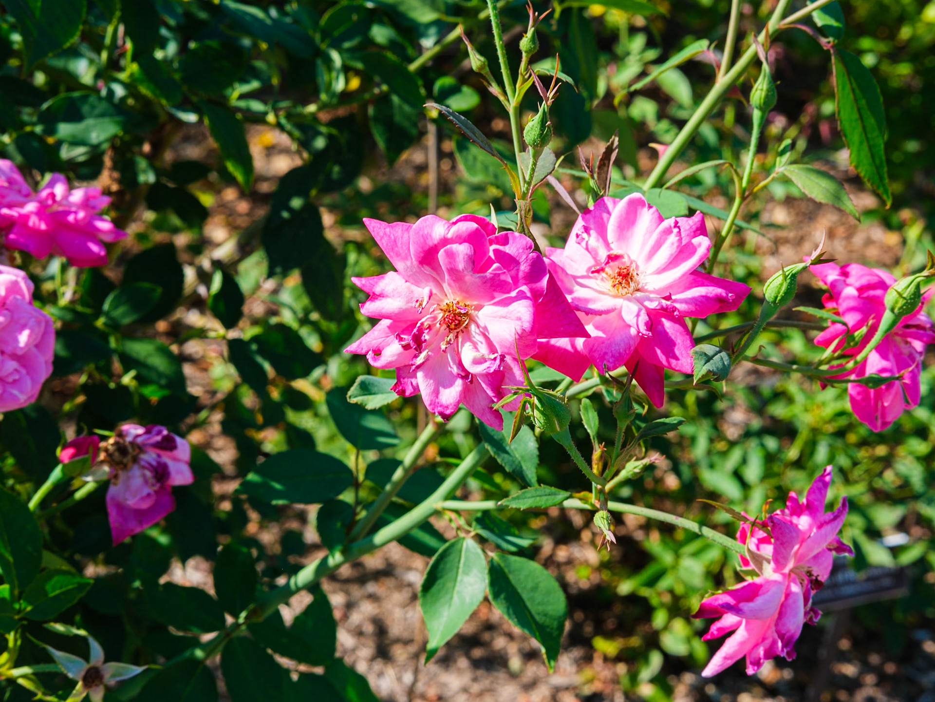 Old Roses at NYBG