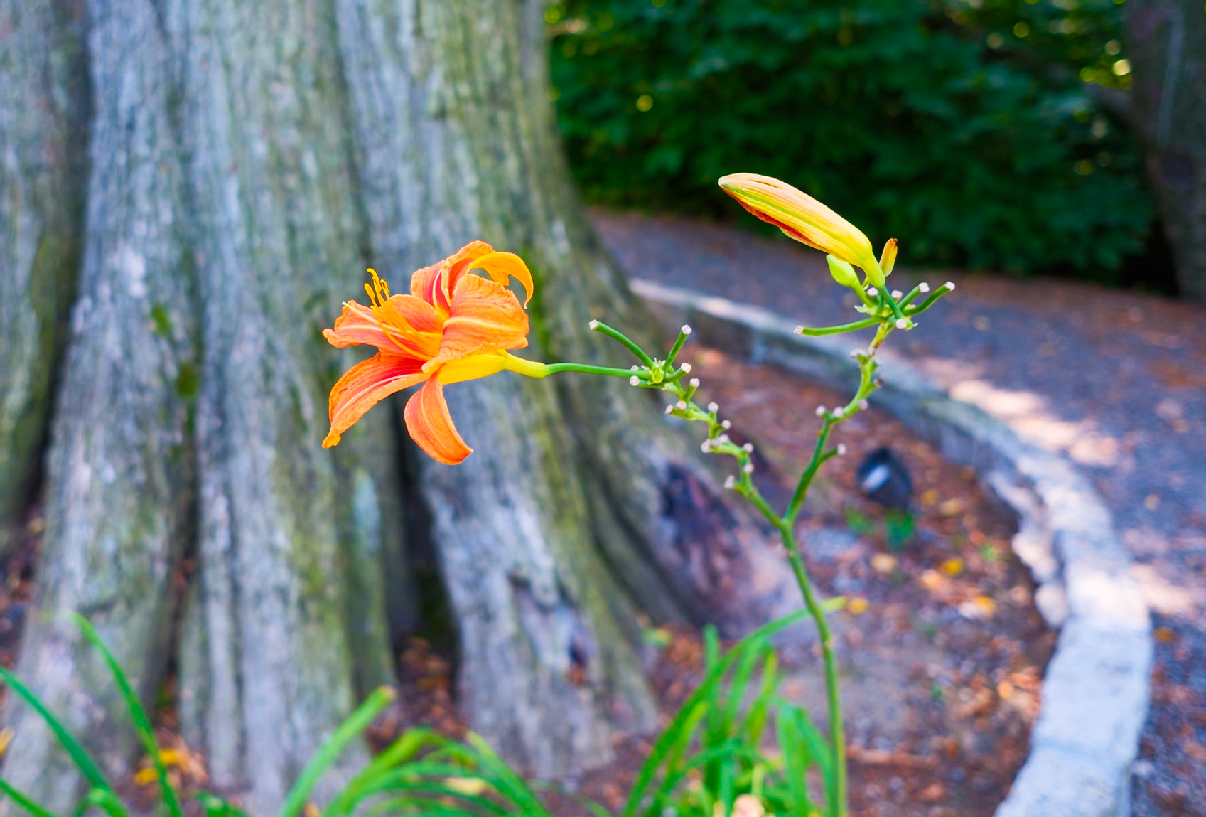 Tiger Lillies Wave  Hill August 2024
