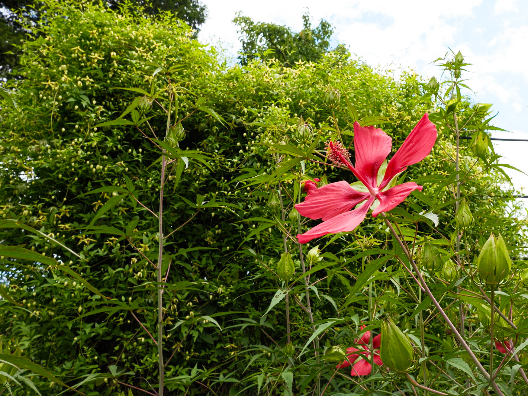 Blooming Orchid Morris Arboretum August  2024