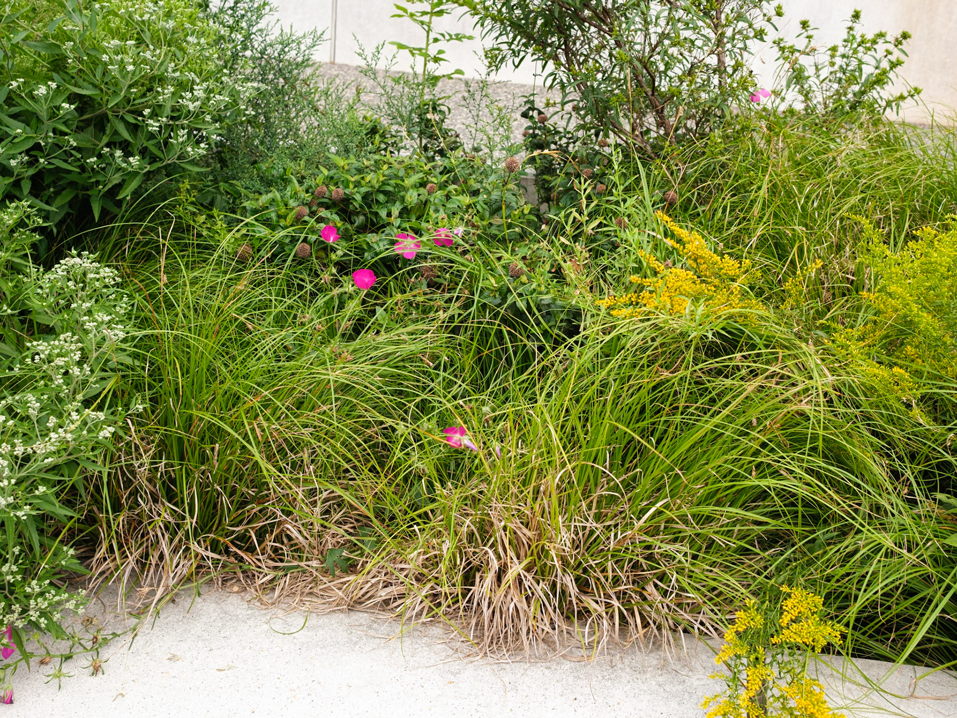 Hillside Plantings at Brooklyn Botanic