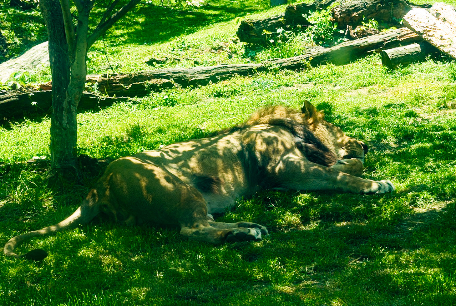 Sleeping Lion
