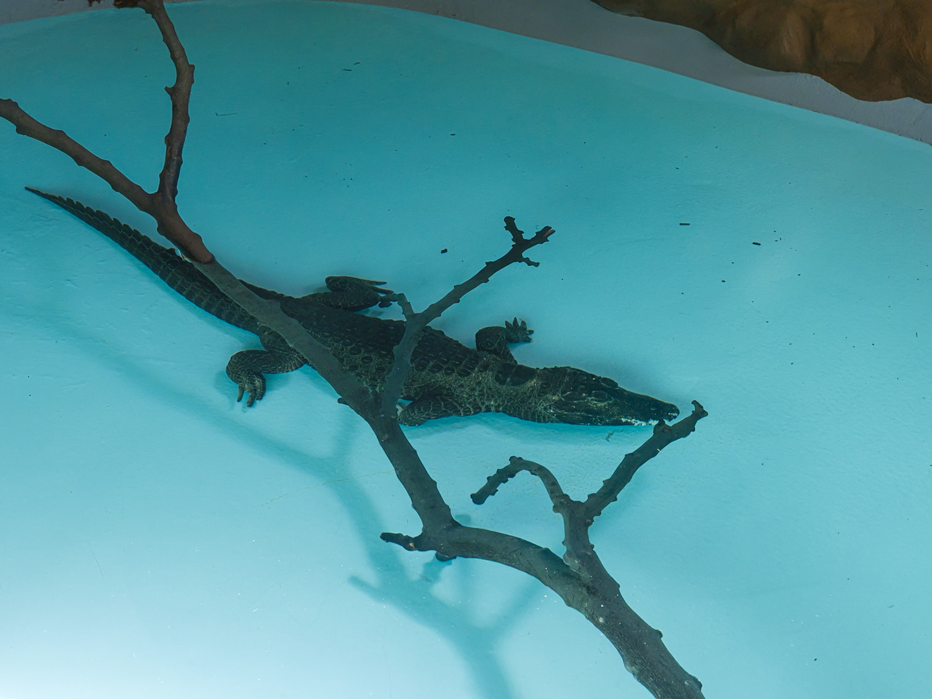 Closer View of  Dwarf Crocodile