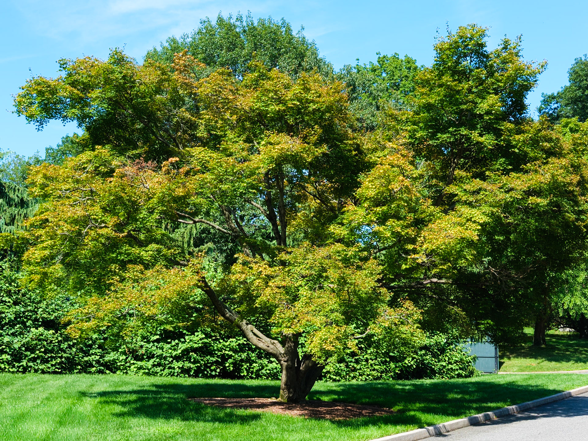Medium Tree on Azalea way NYBG