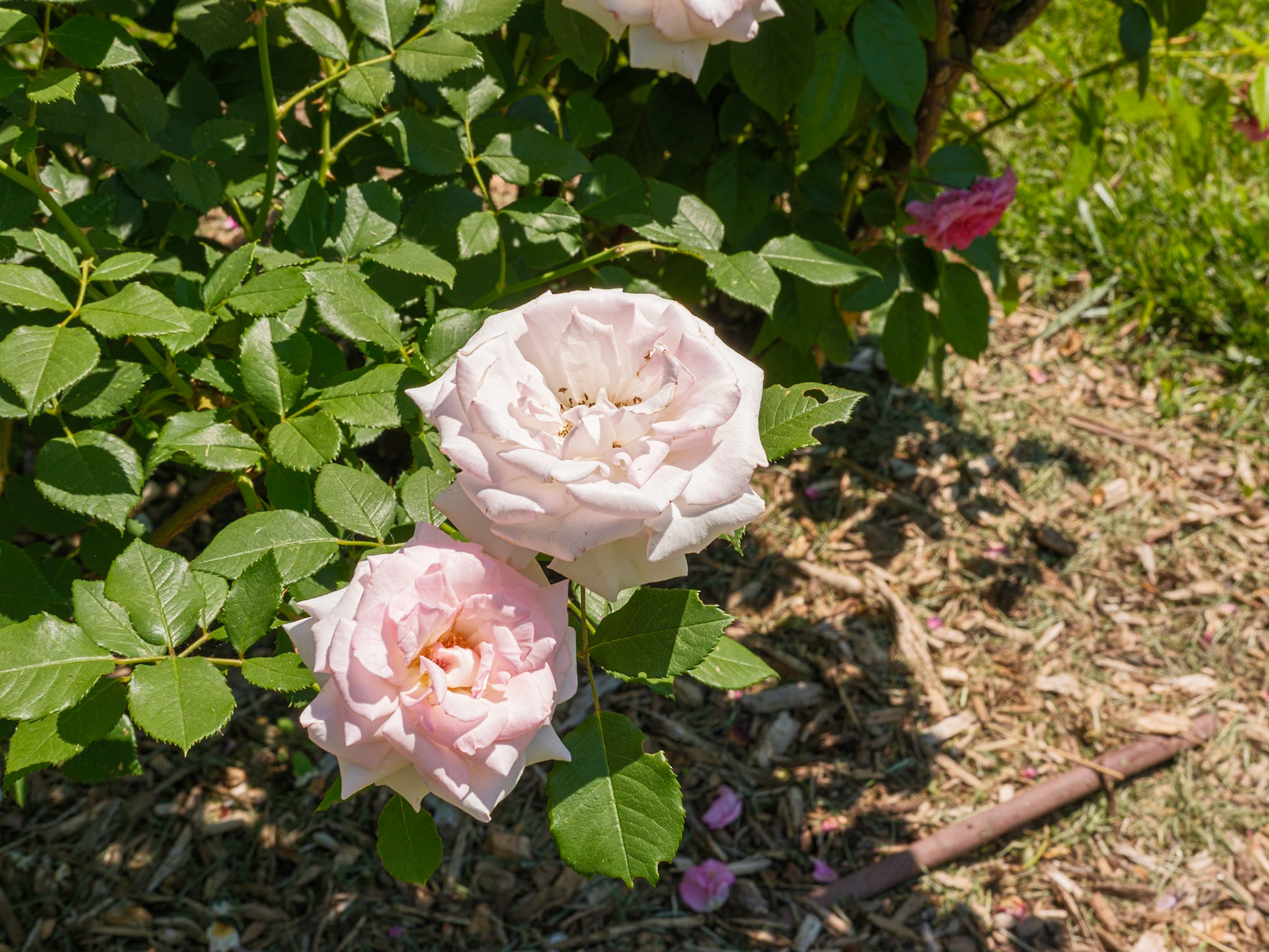 Light Pink Roses at Queens Botanical