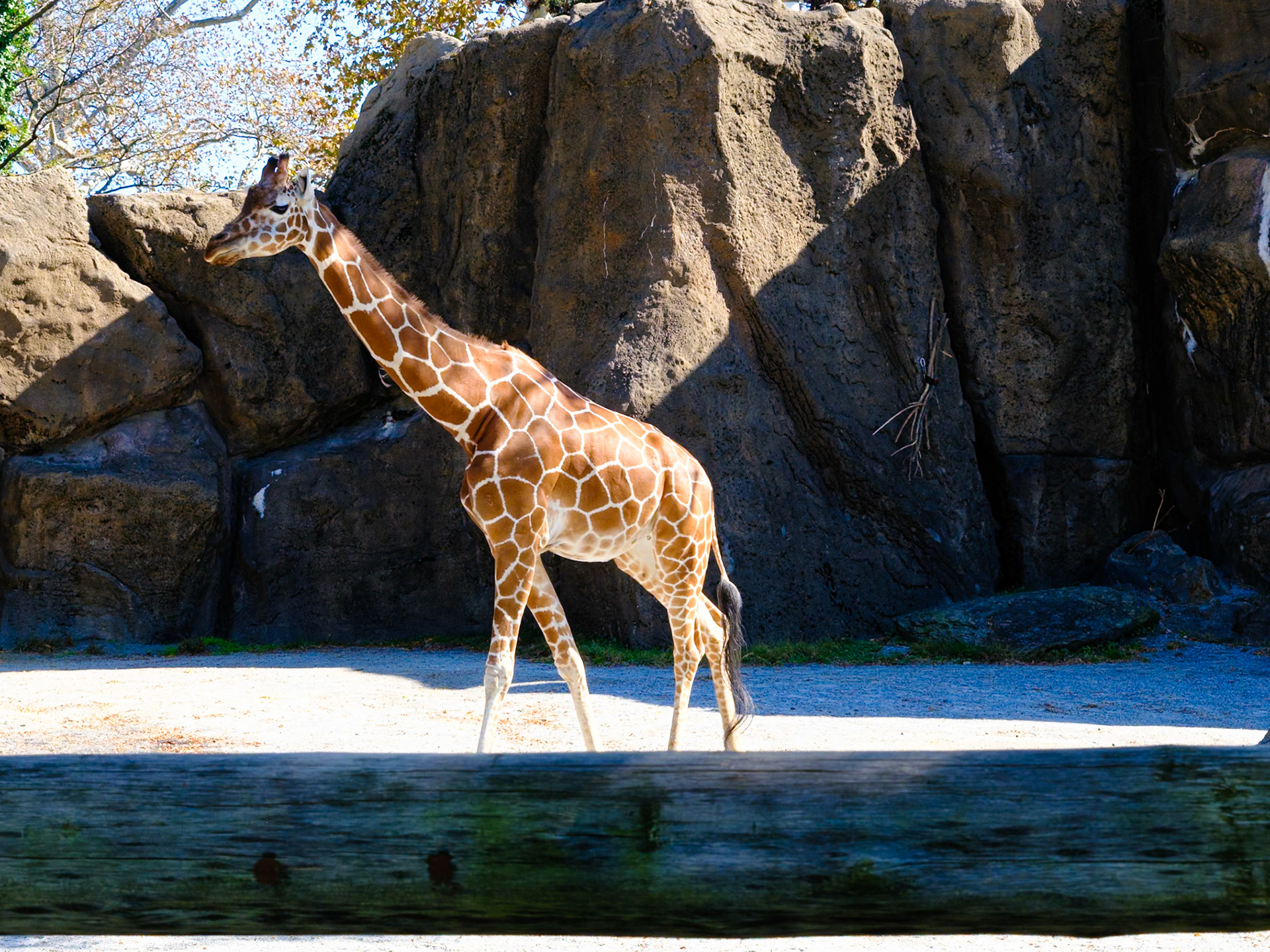 Side View of Giraffe