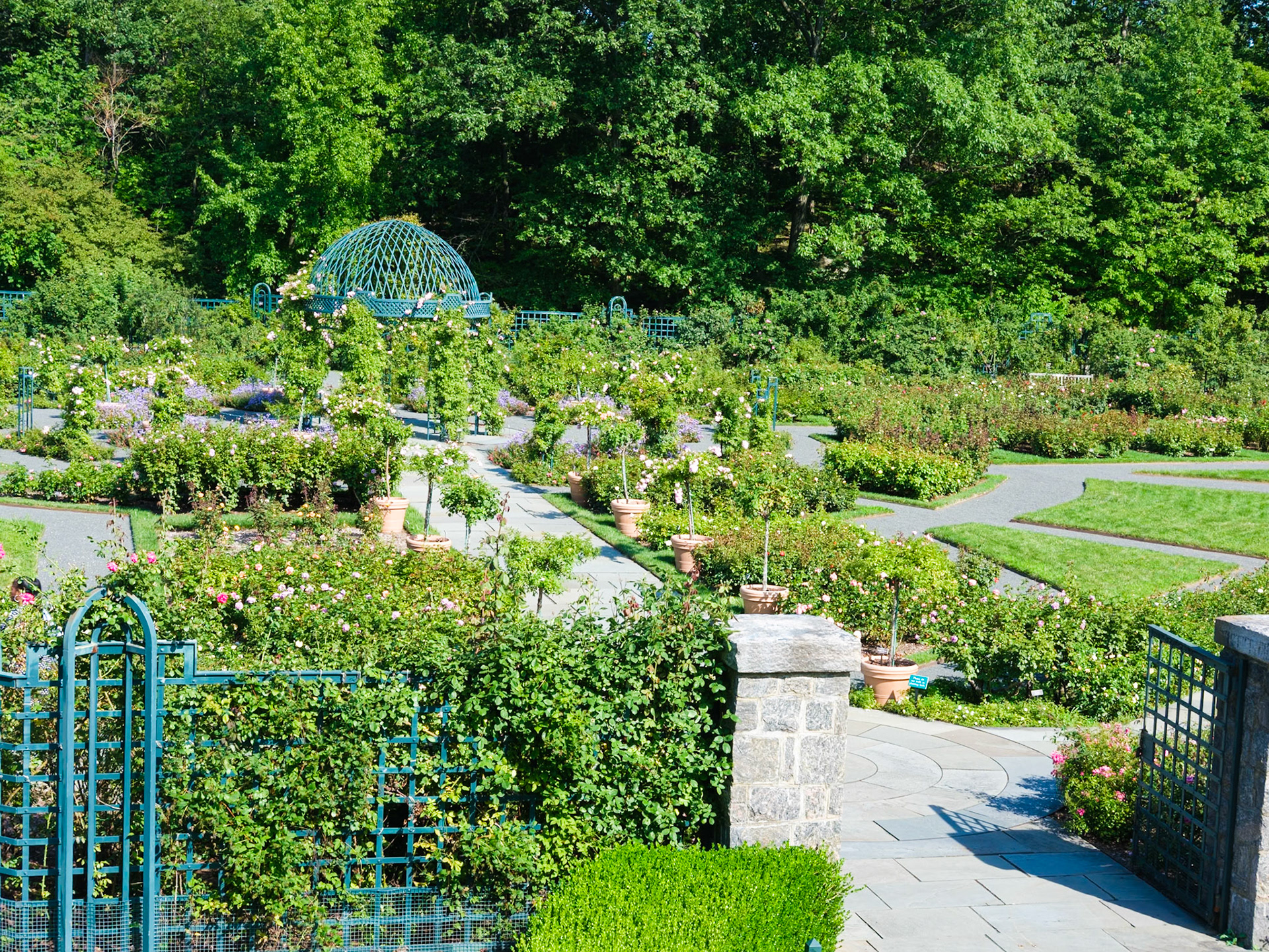 Peggy Rockefeller Rose Garden at NYBG