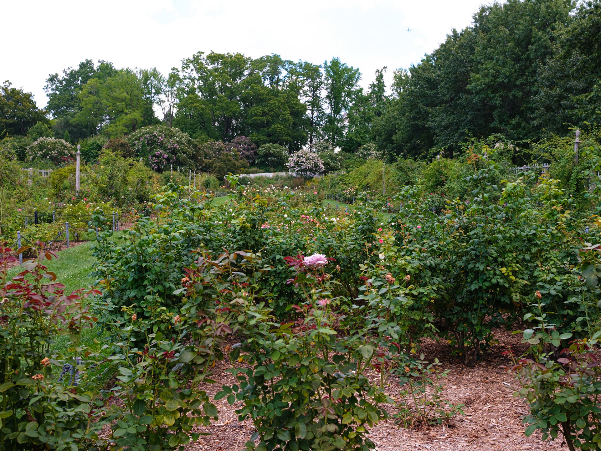Overview of Rose Garden at Brooklyn Botanic