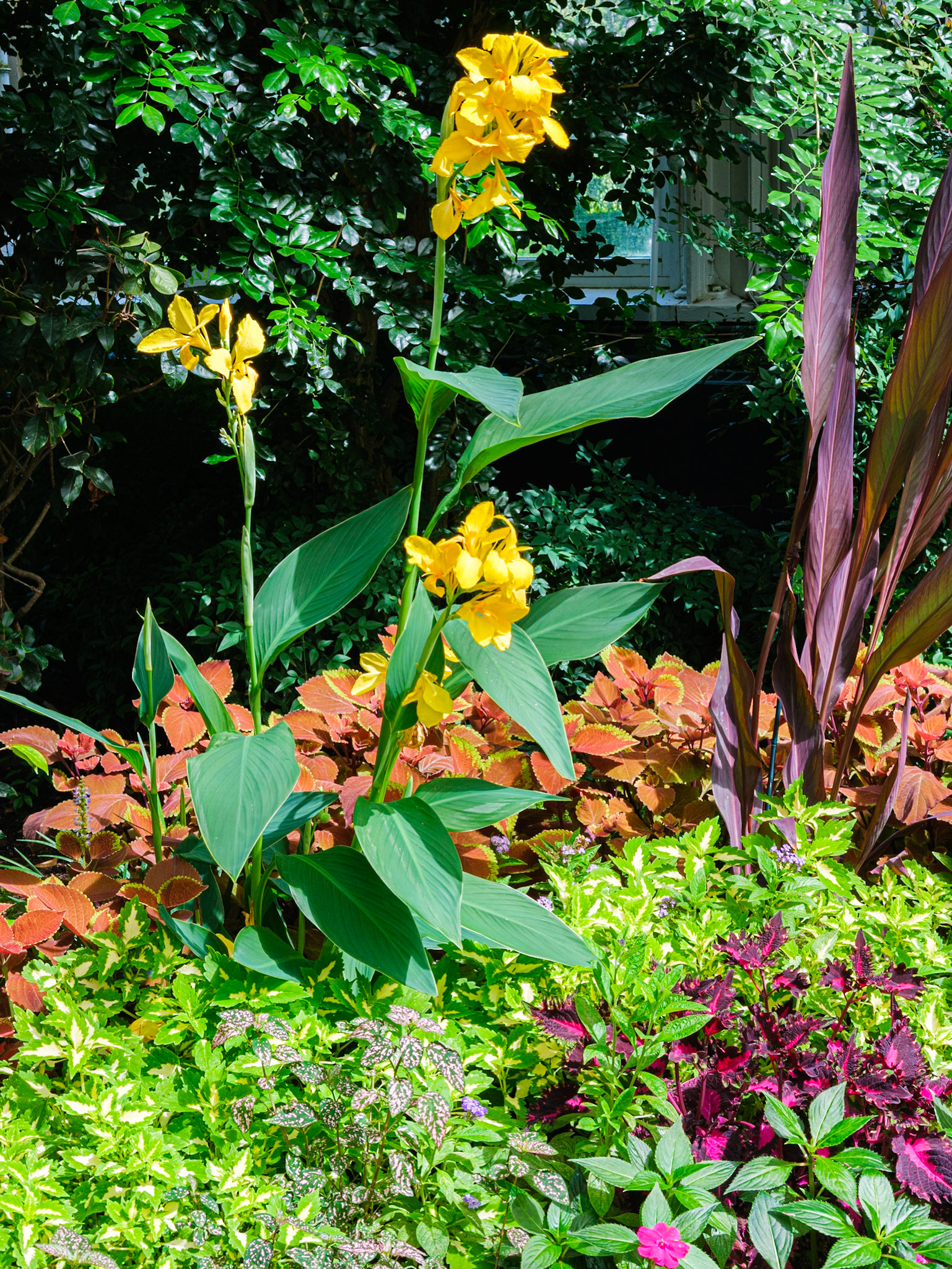 Exhibit Flower in Consesrvatory