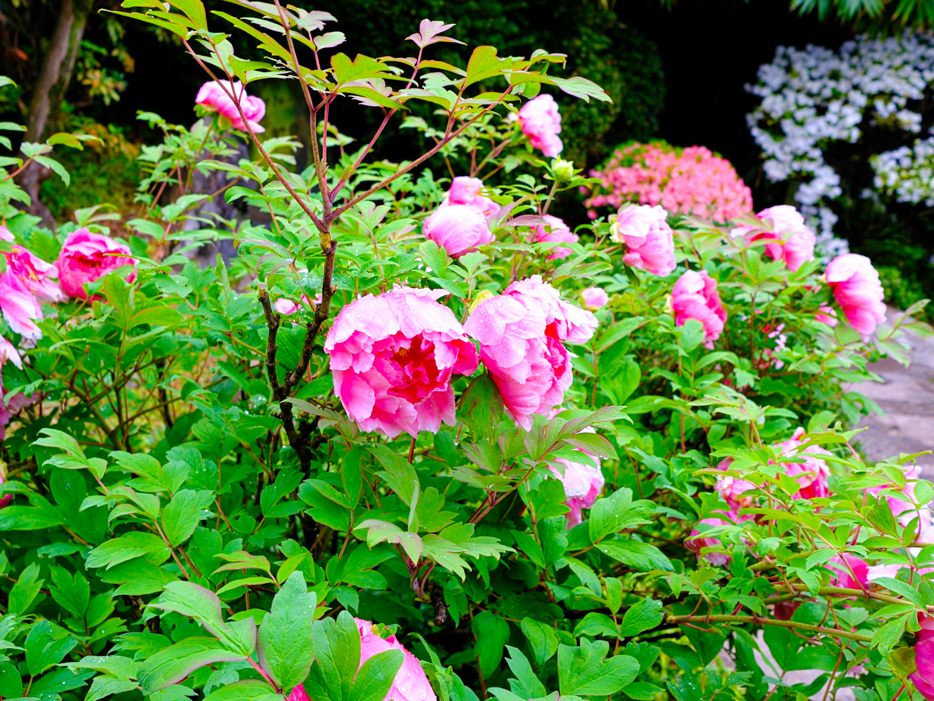 Flowering Japanese Bush on a Damp Day