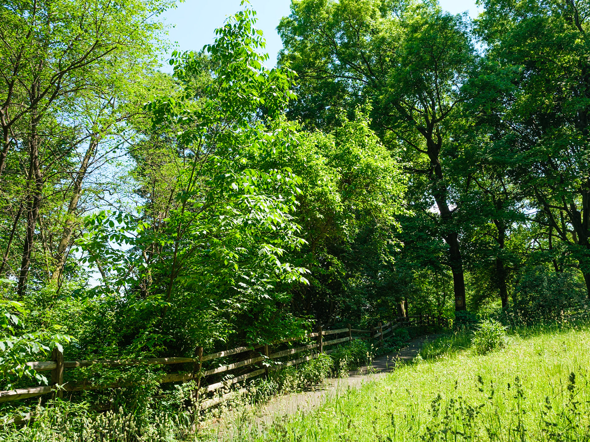 Trees Along Fence Trail at Bartram's