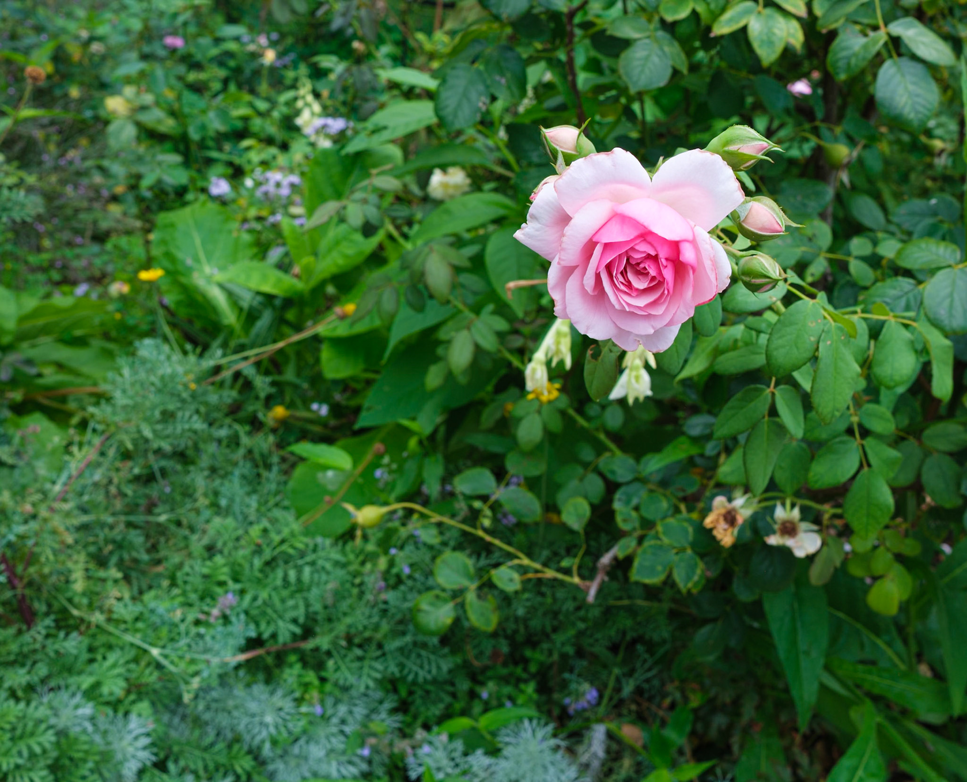 Pink Rose Brooklyn Botanic