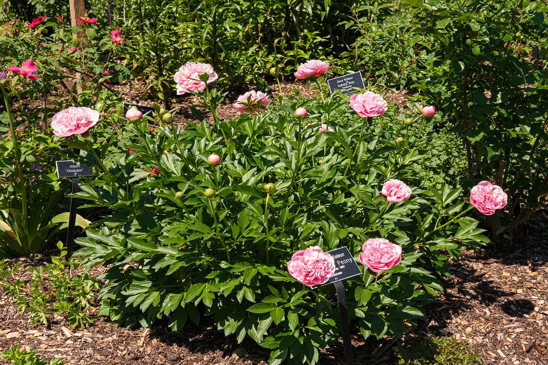 Iceberg Roses at Swarthmore