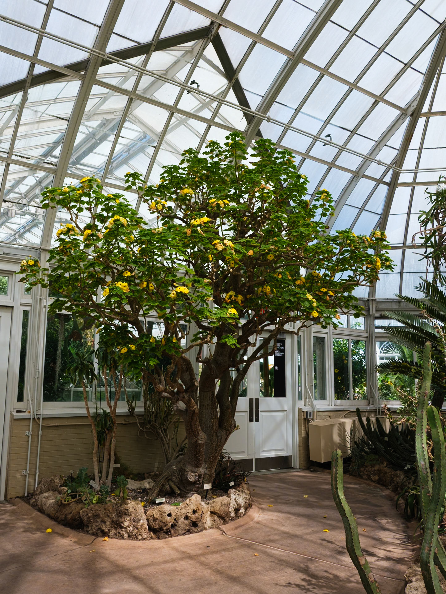 Flowering Succulent Tree