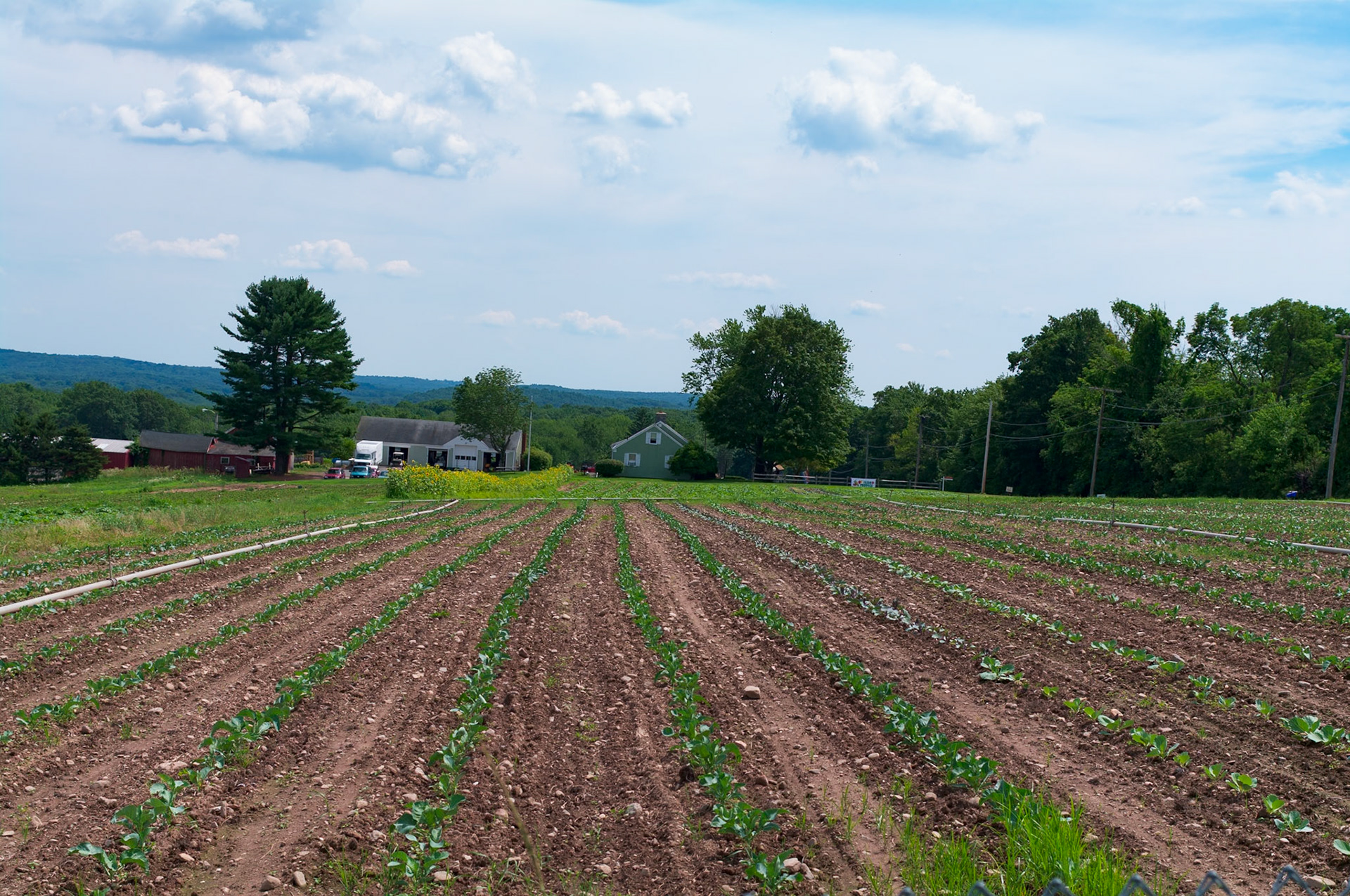 Pesce Farm Looking South