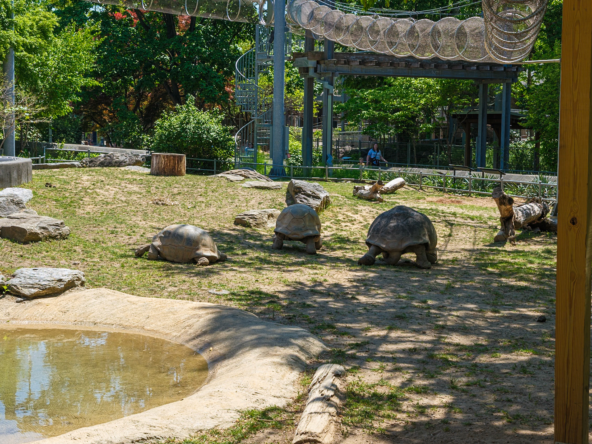 Two Departing Giant Tortoises