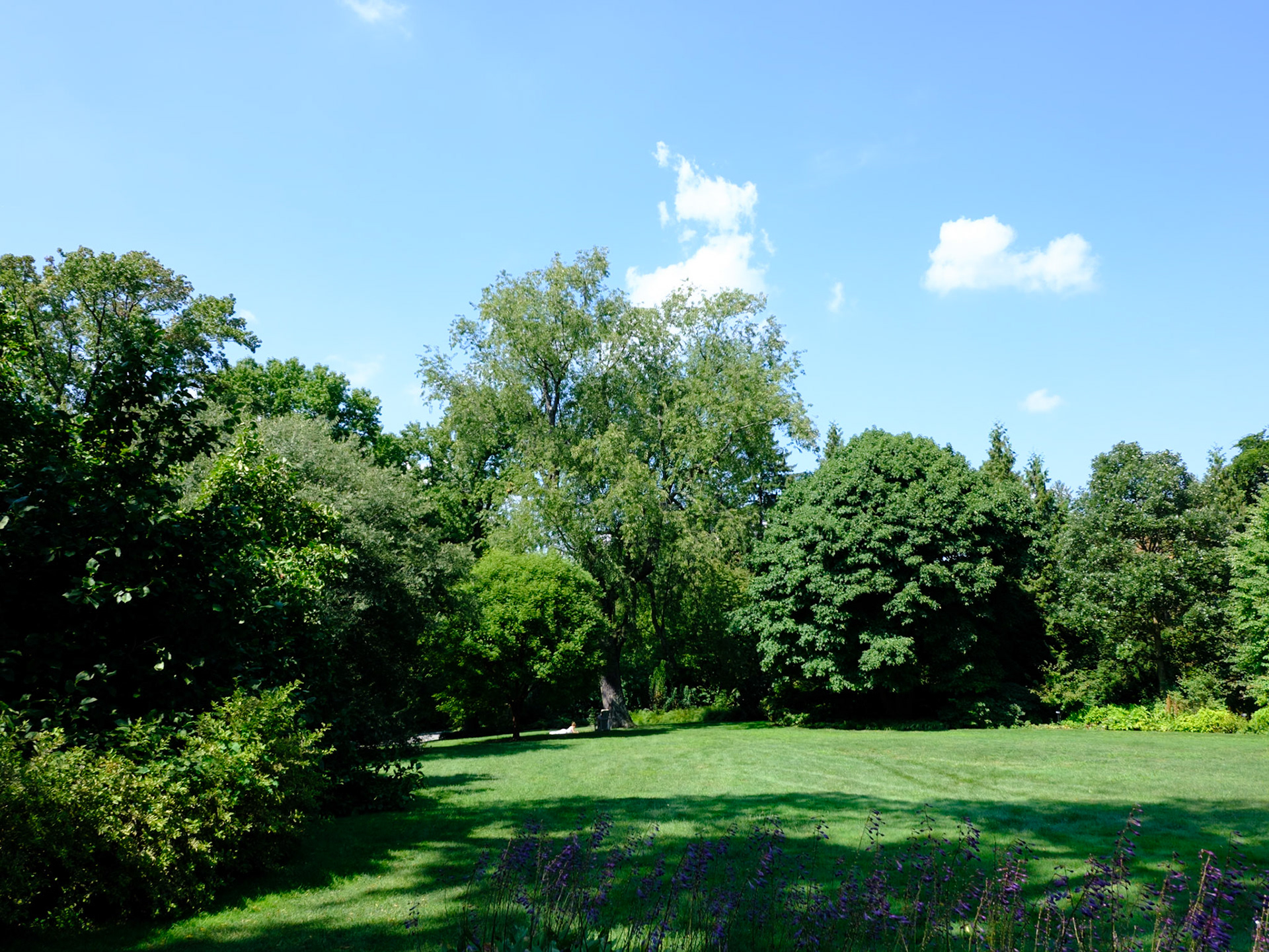 Old Tree at Wave Hill August 2024