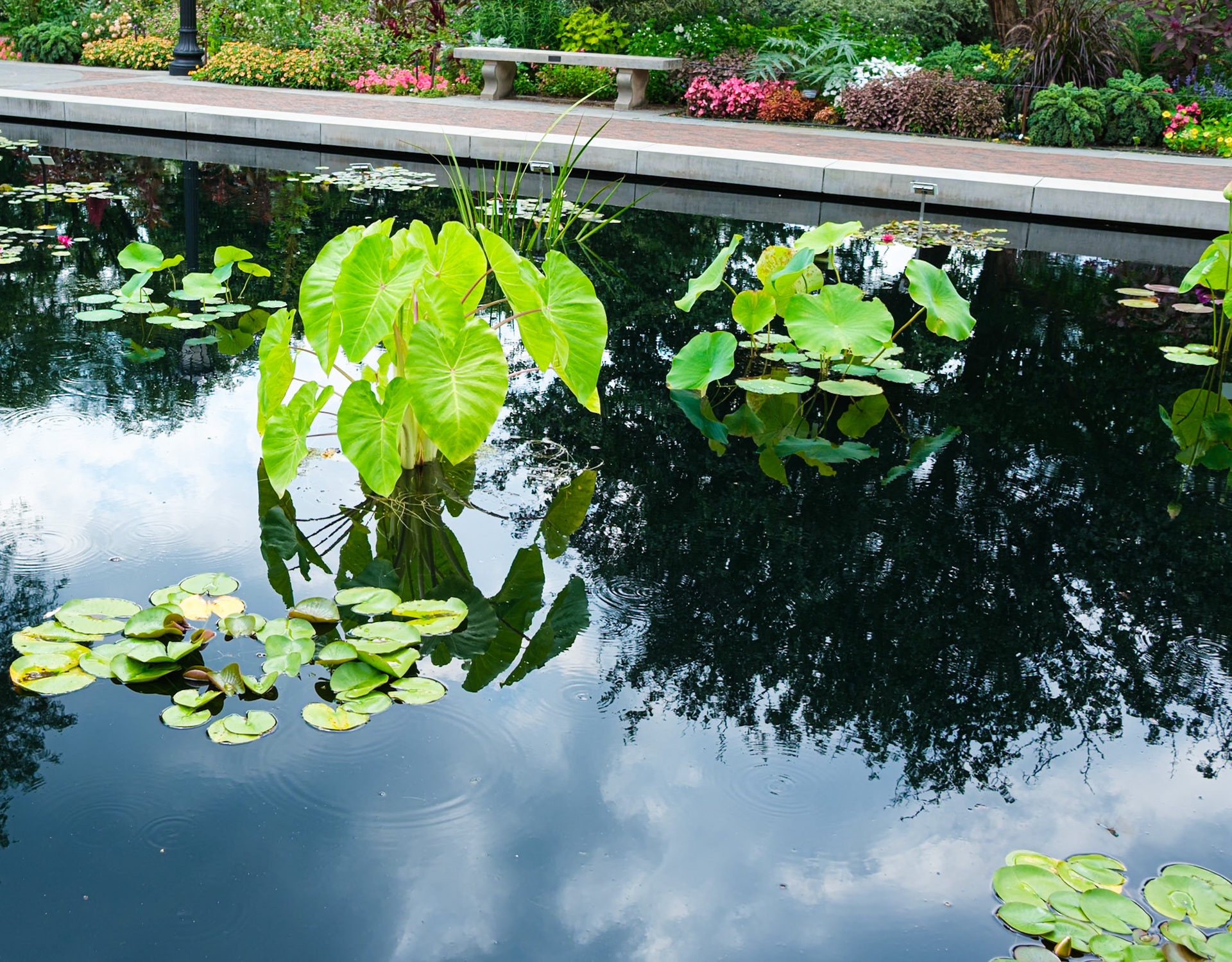 Leafy Water Plant at Brooklyn Botanic