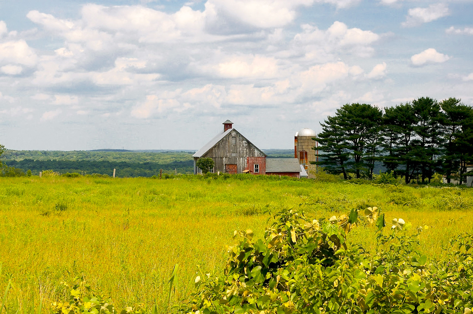 Old Rose Farm