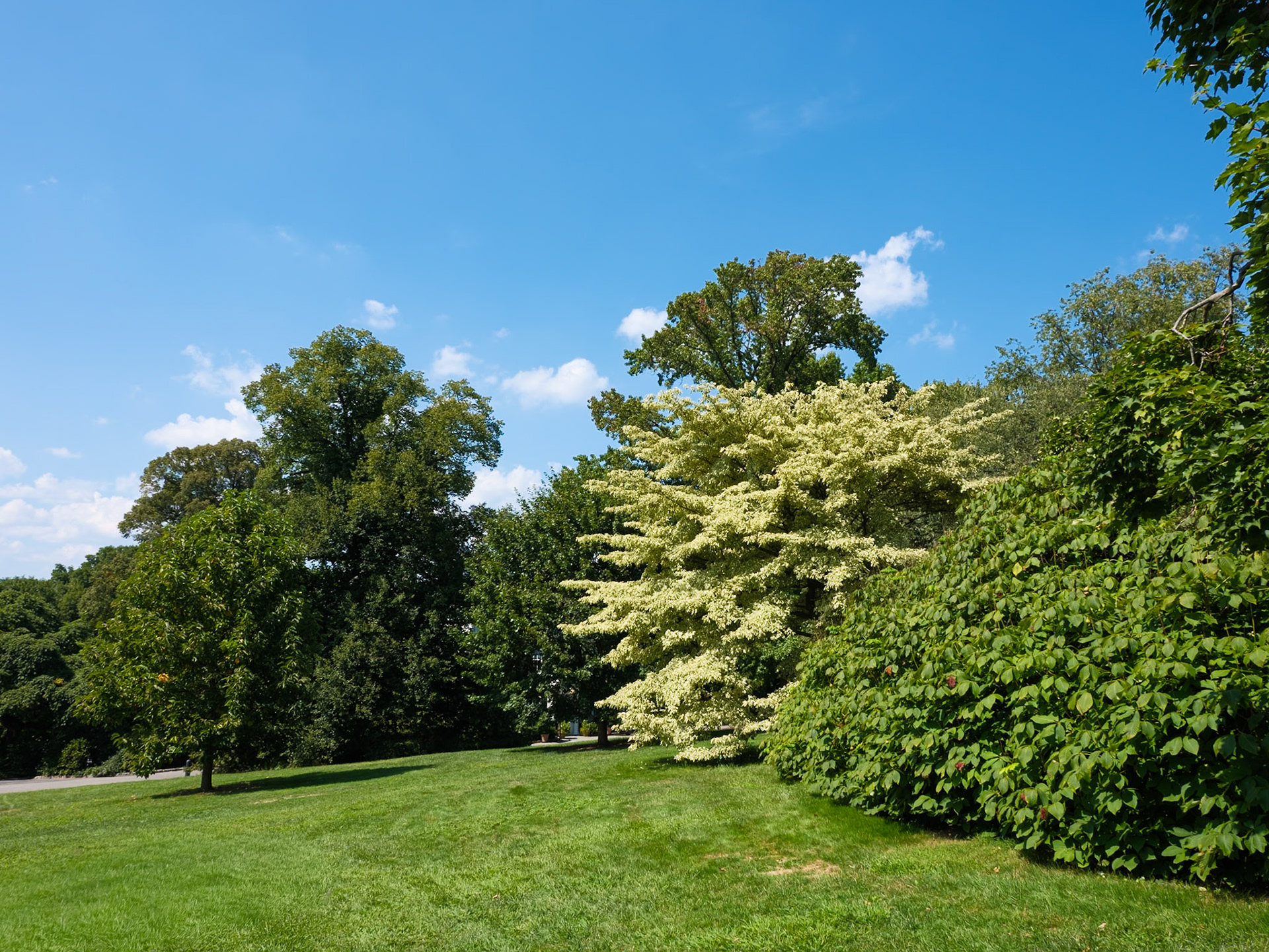 White Leaf Tree at   Wave Hill August 2024