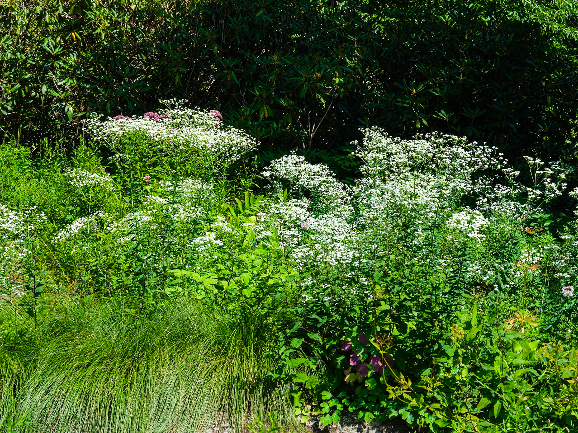 Native Flowering Bush