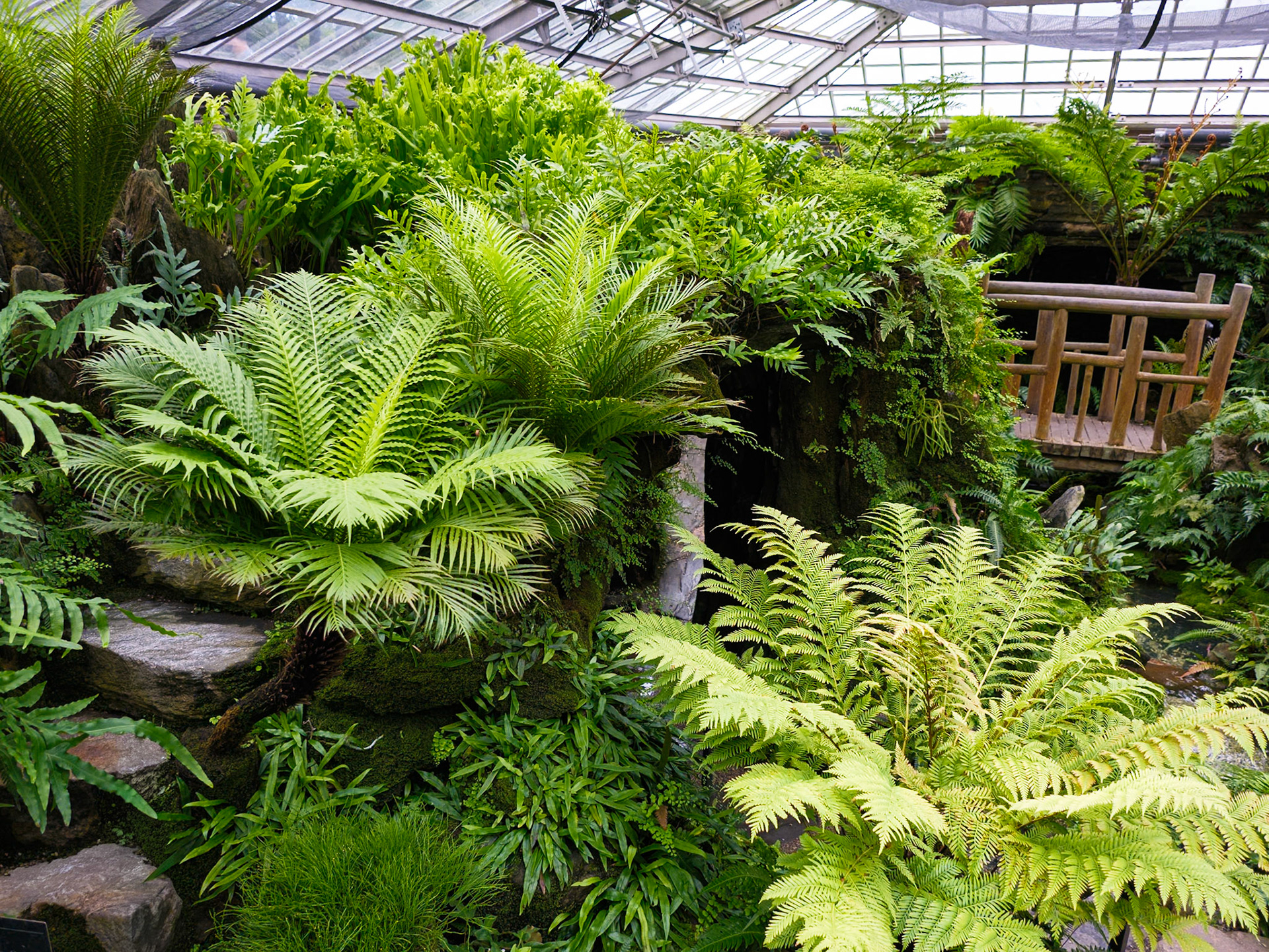 Larger Ferns in the Fernery at Morris Arboretum August 2024