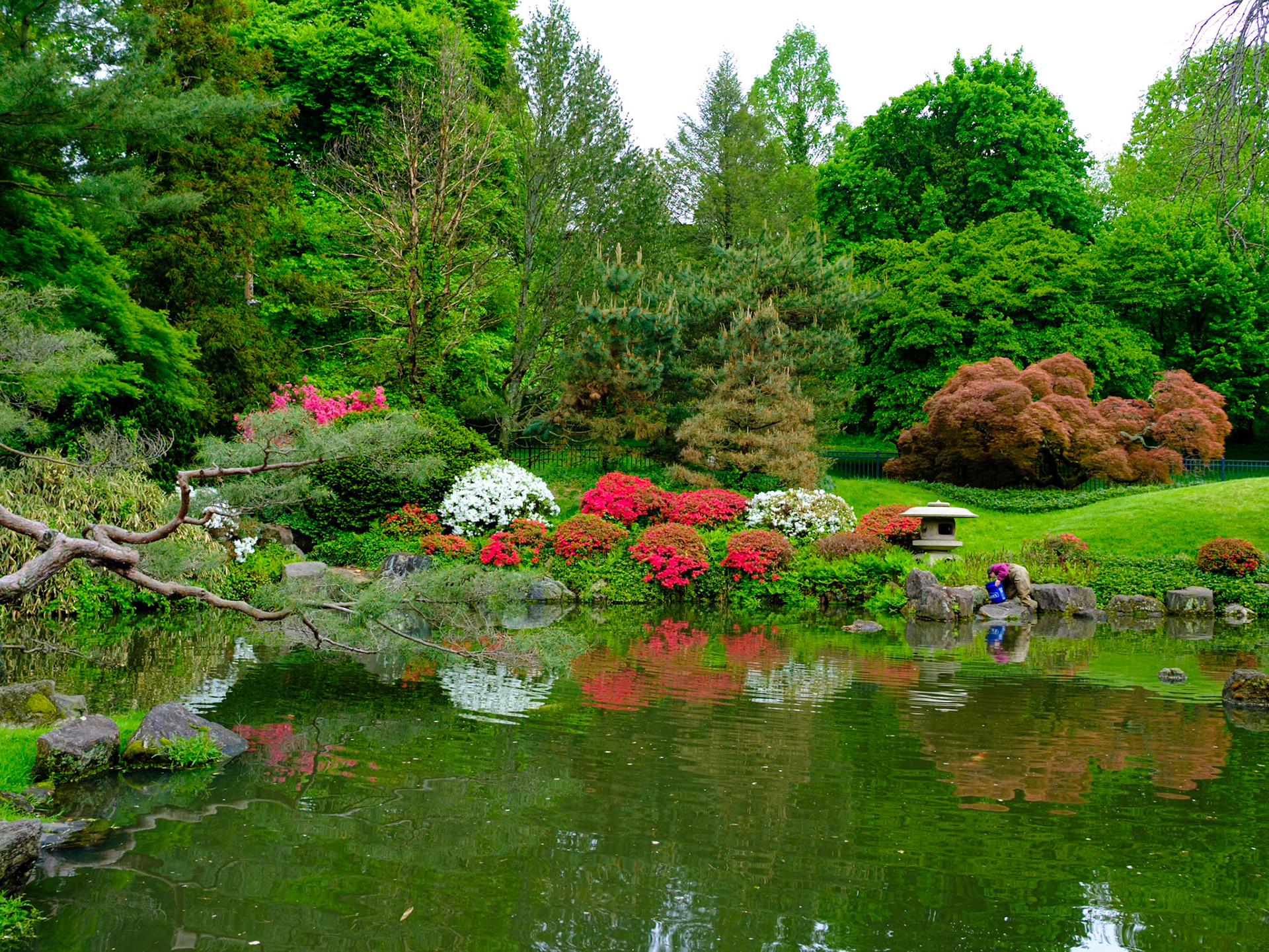 Pond Reflections at Japanese House
