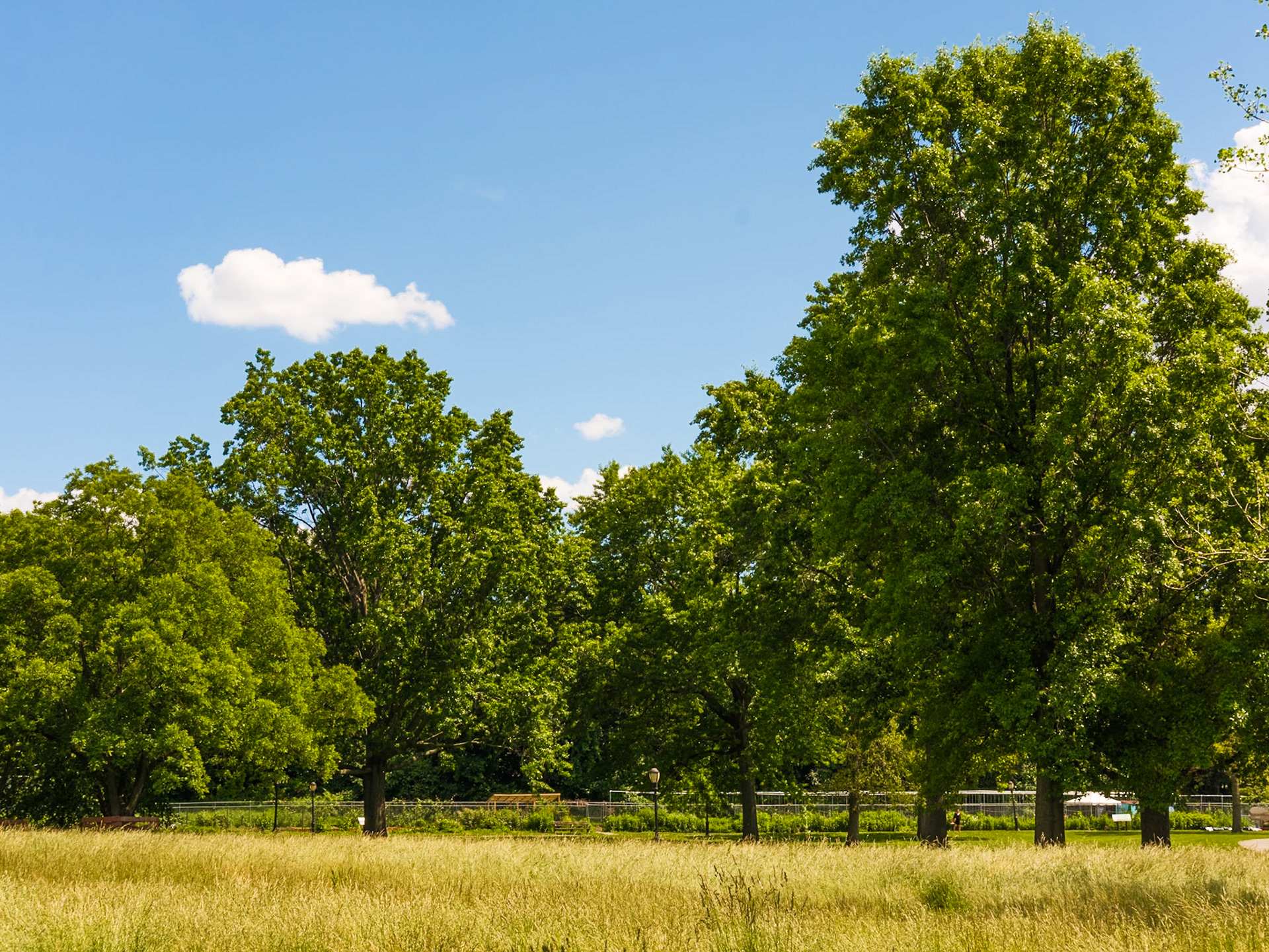 Taller Meadow Tree at Queens Botanical