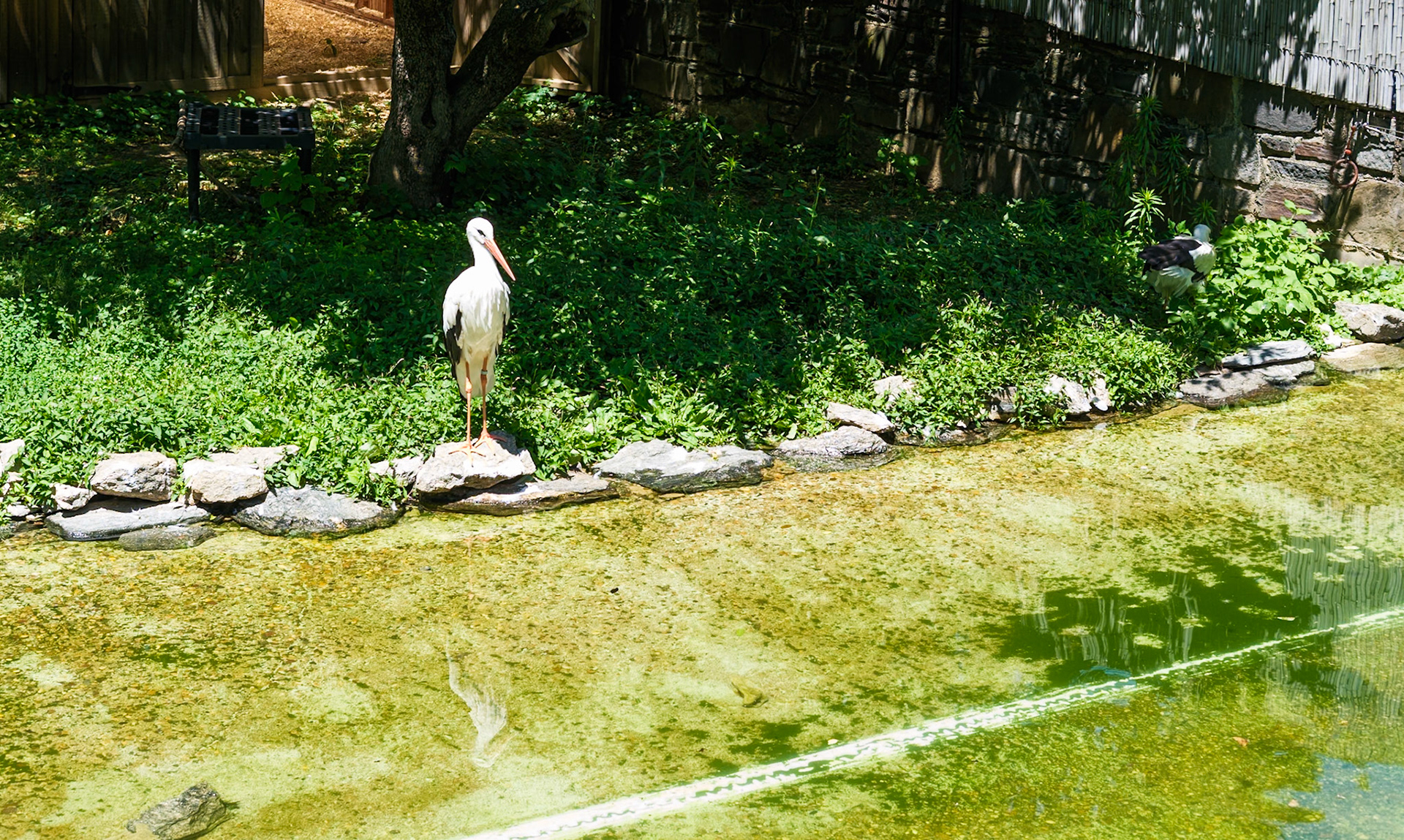 Stork