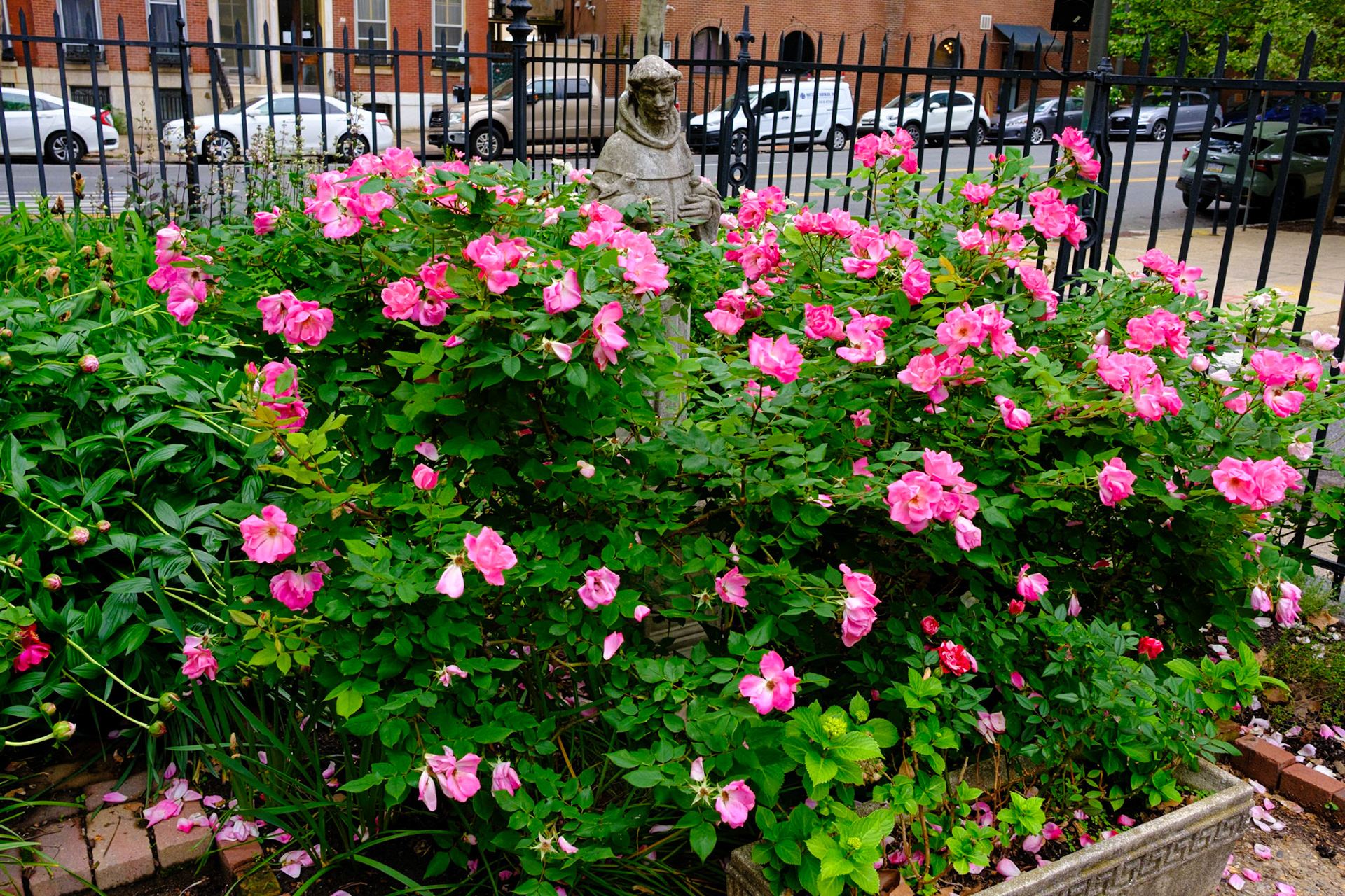 St Francis of the Garden Amidst the Roses at St Clement Church Philadelphia