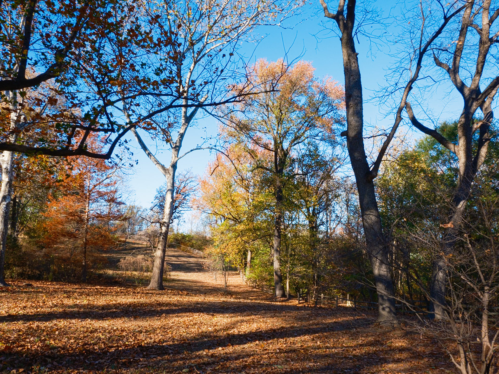 Taller Tree on Hillside at Bartram’s in November