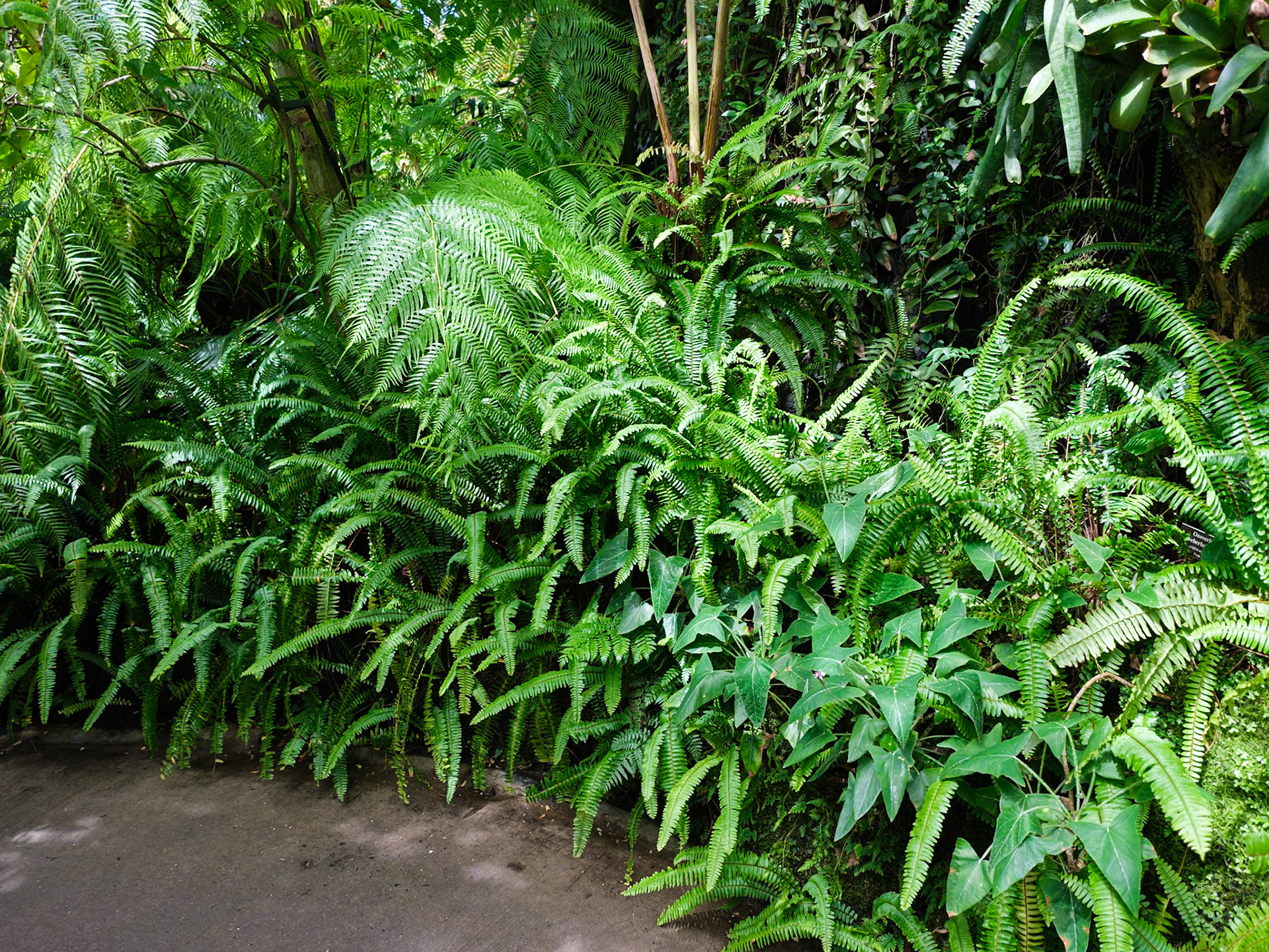 Heavy Fernery in this Conservatory!