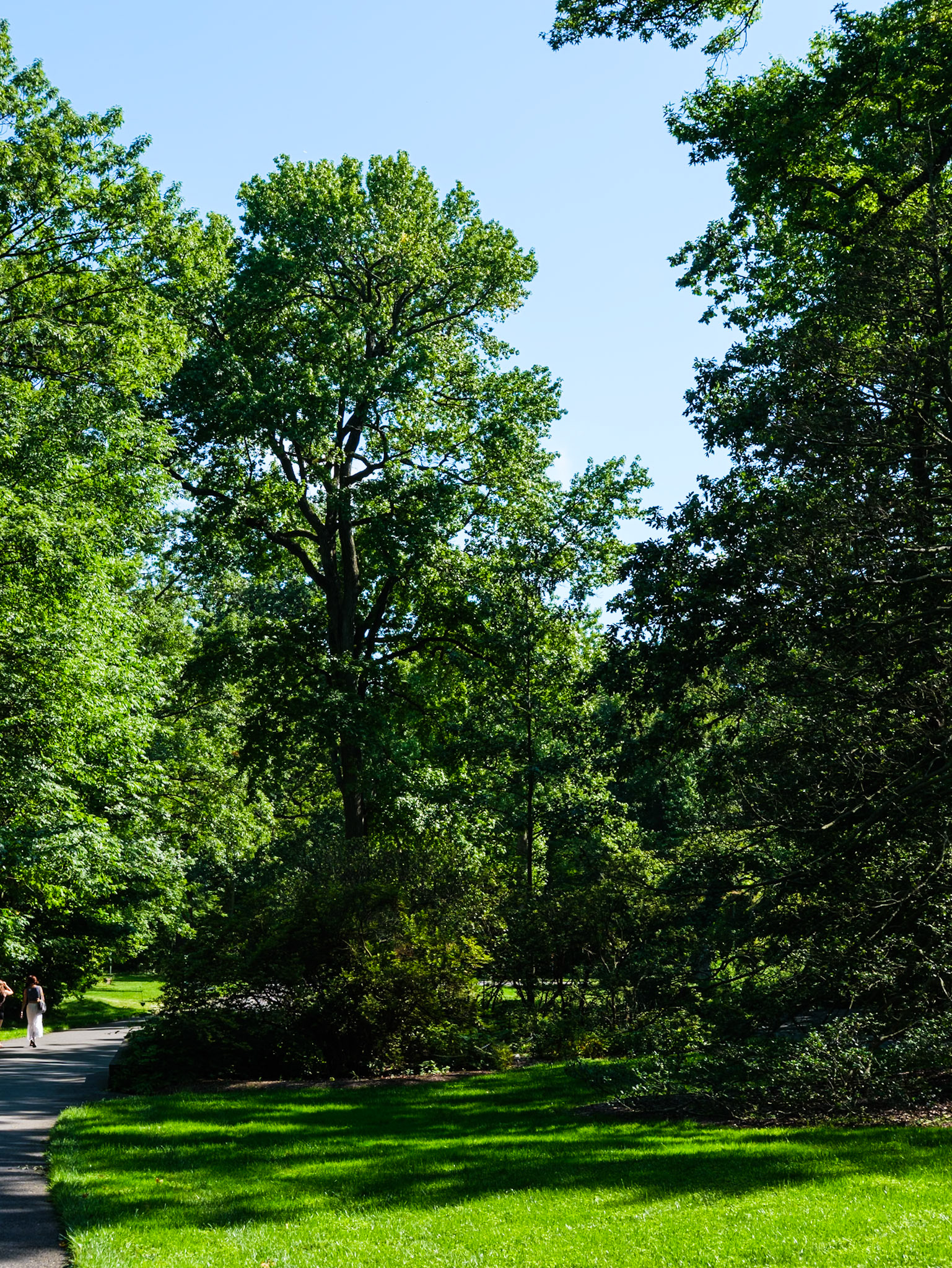 Taller Tree on Azalea Way