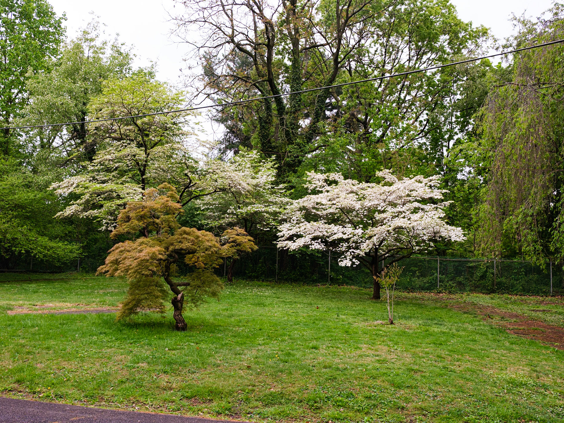 White Blossoms on Lansdowne Drive