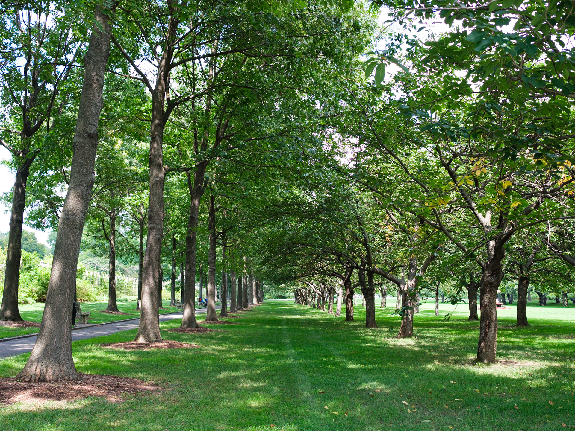 Allee of Cherry Trees at Brooklyn Botanic