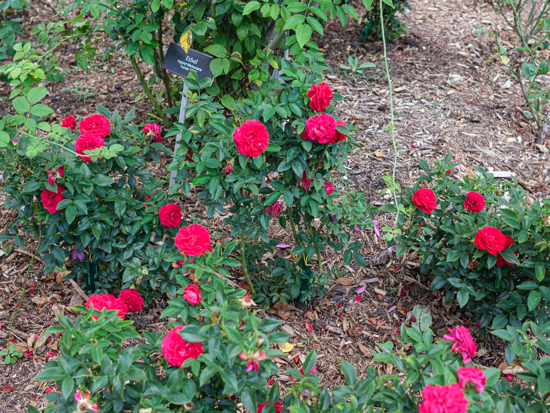 Ethel Roses at Brooklyn Botanic