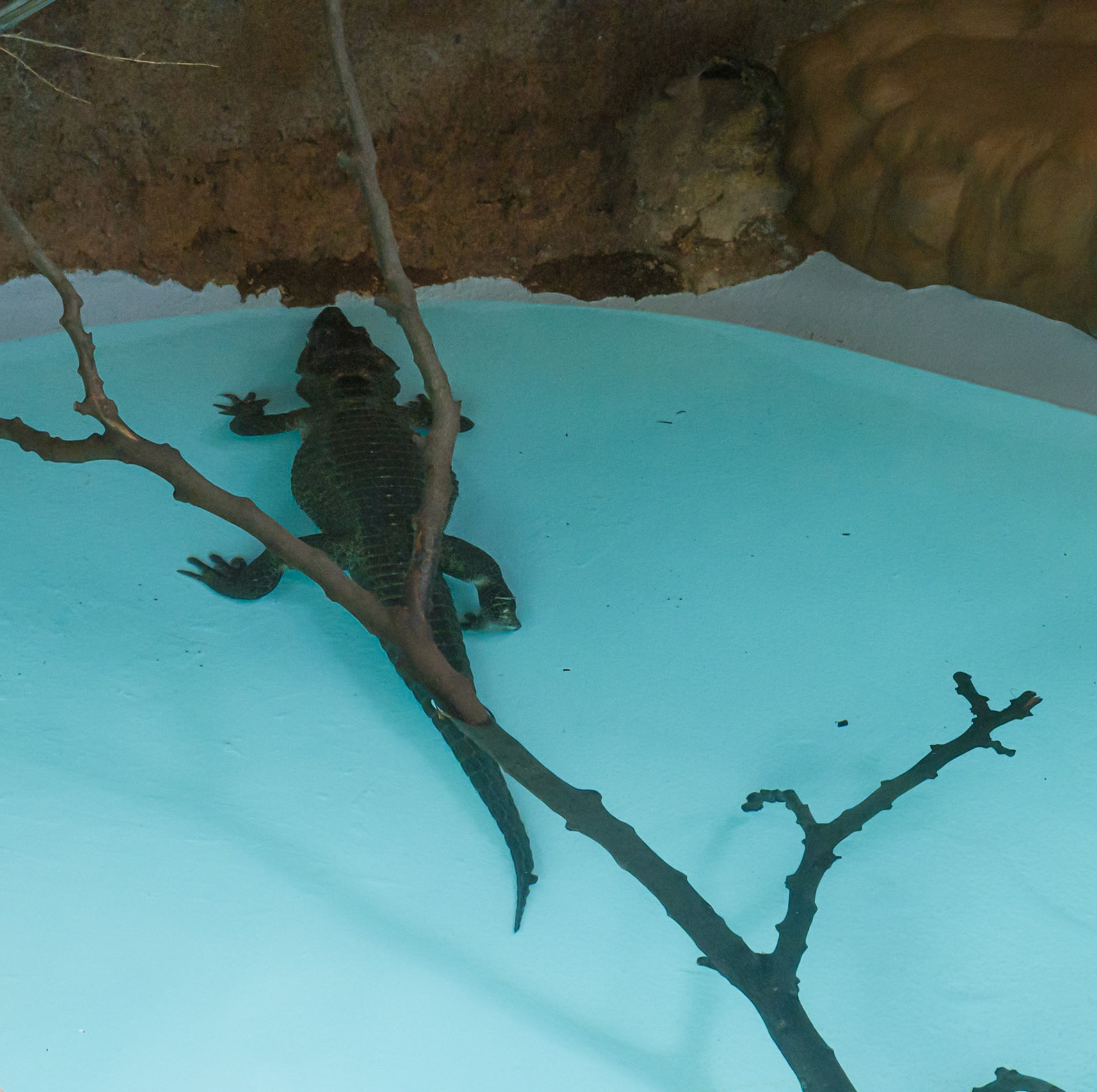 Dwarf Crocodile