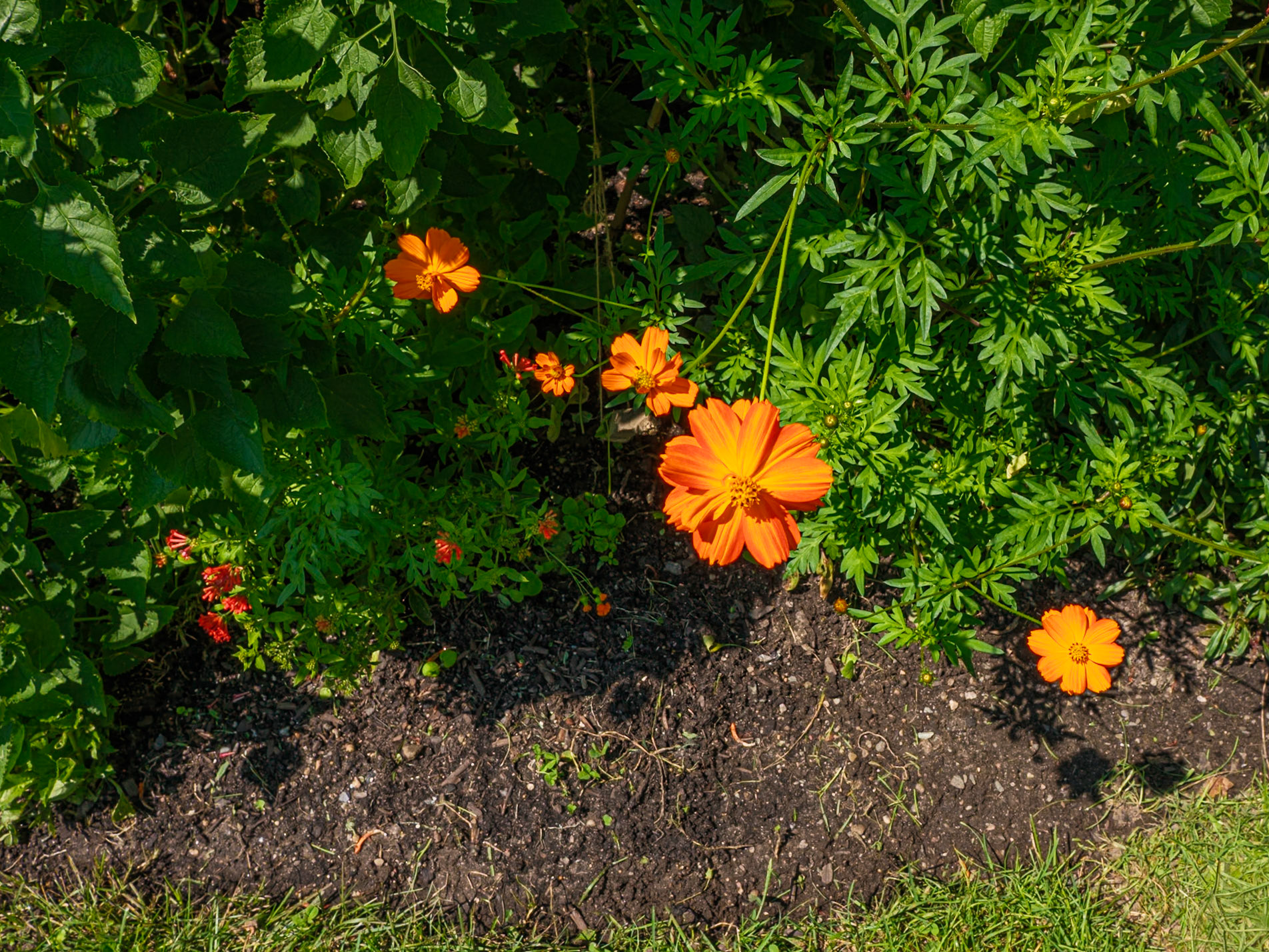 Orange Petals Wave Hill August 2024