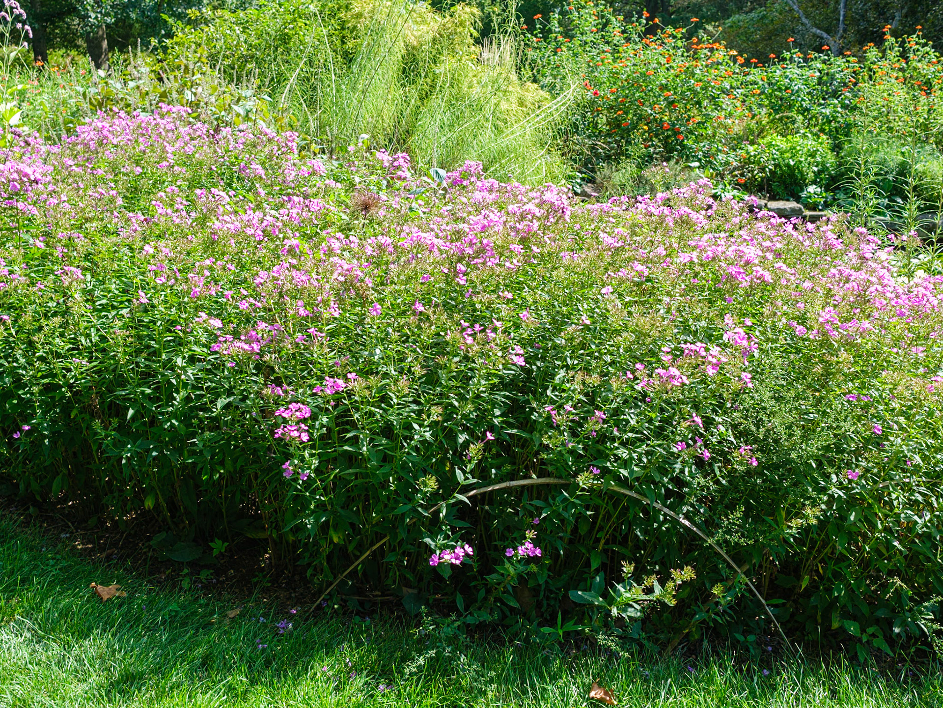 Bushes Near Water Lily Pond at Chanticleer
