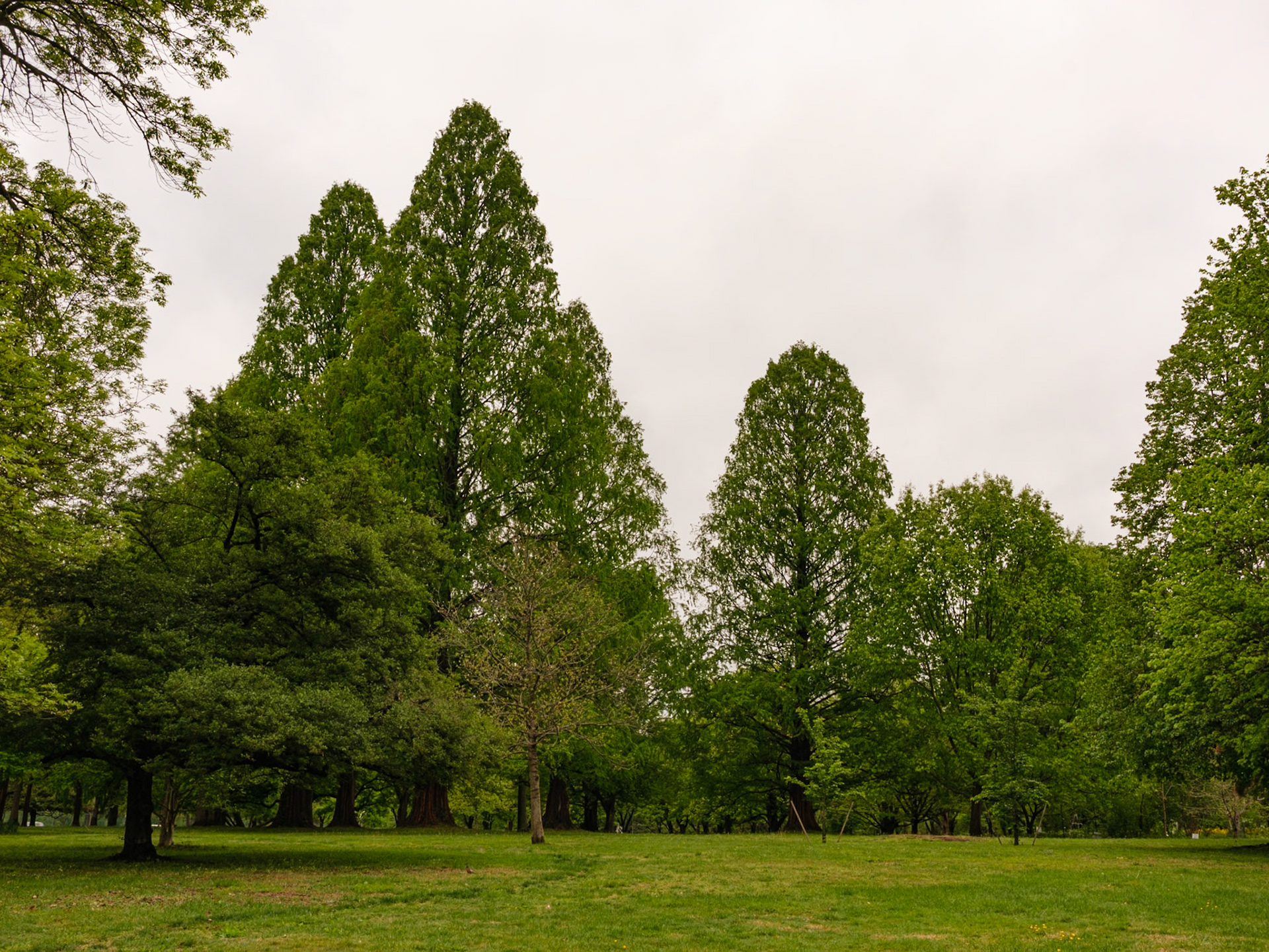 Tall Evergreens