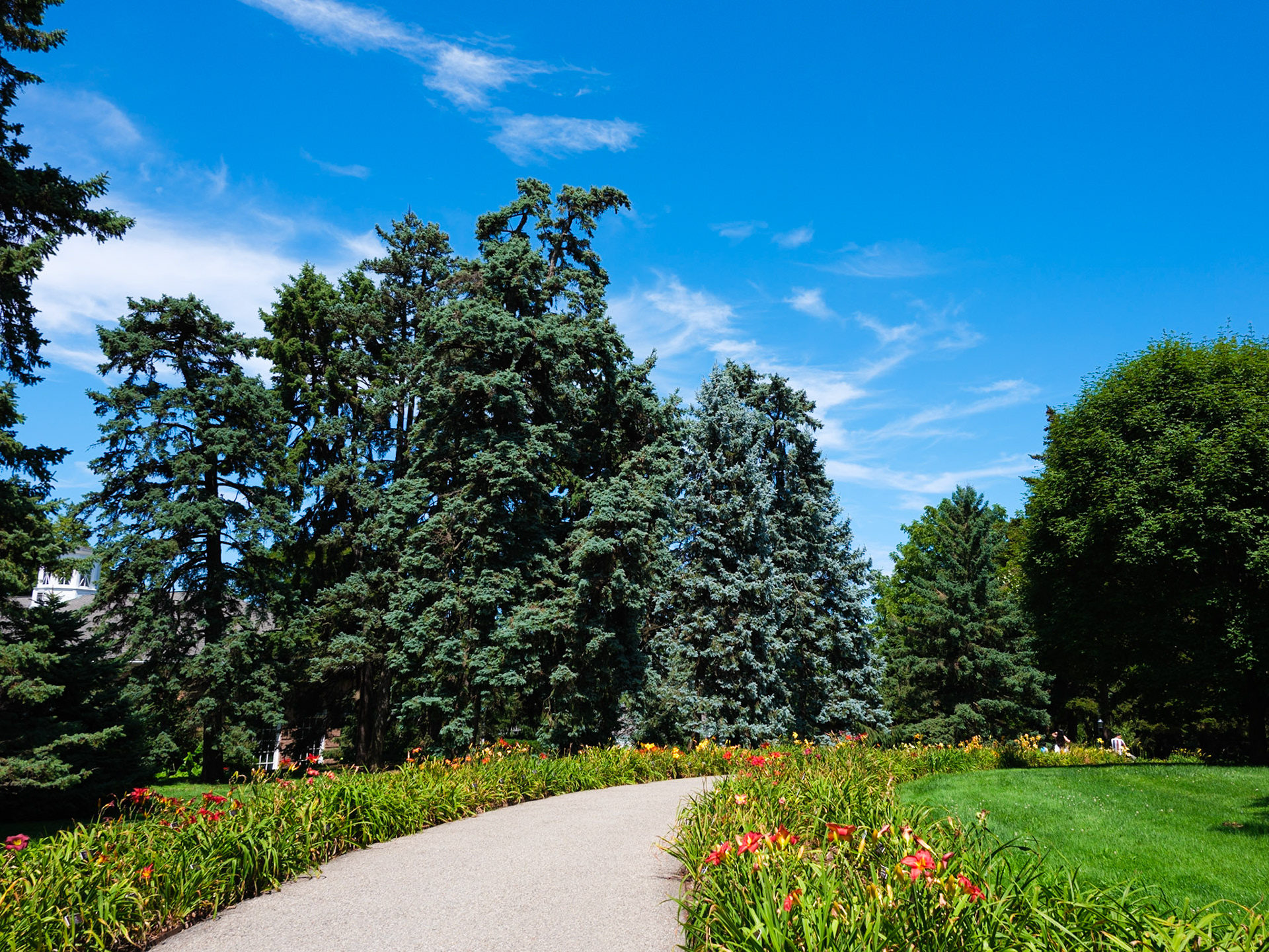 Group of Evergreens as seen from perennial Trail at New York Botanical