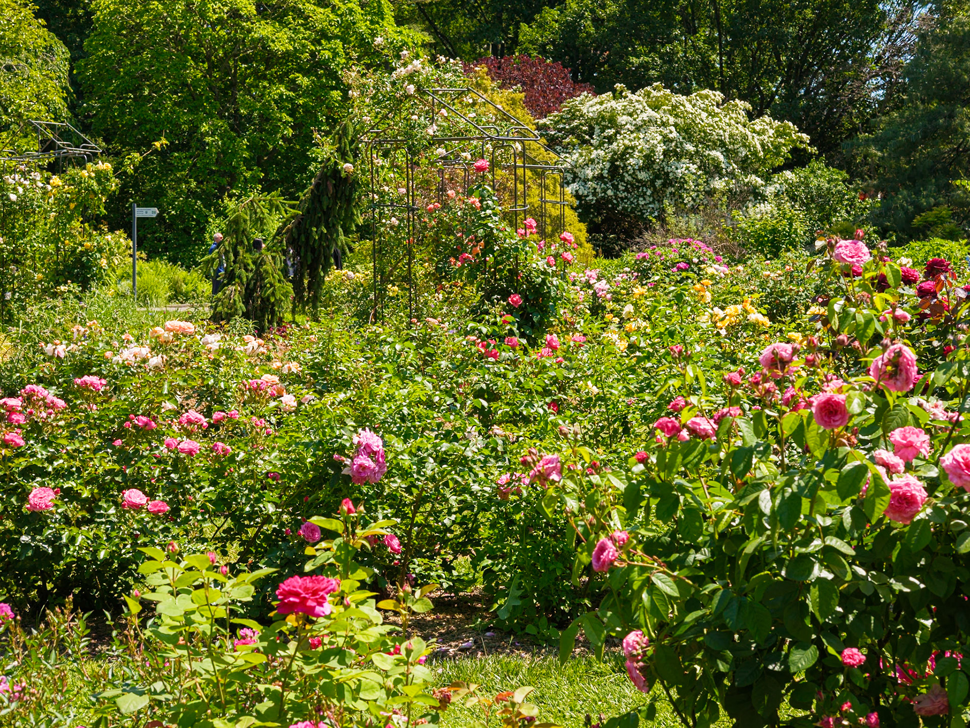 Rose Garden With Trellis at Queens Botanical