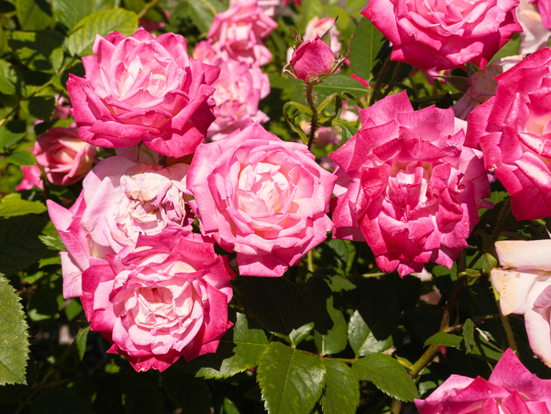 Bunch of Dark Pink Roses at Queen Botanical